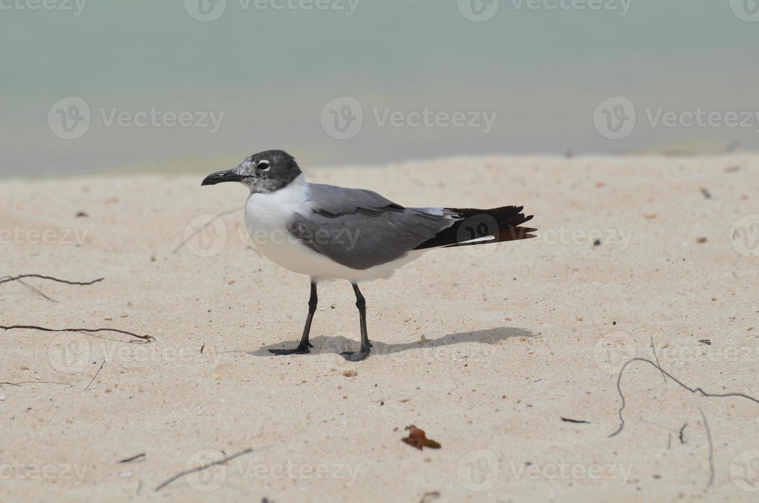 Seagull Standing on a Tropical Carribean Beach photo