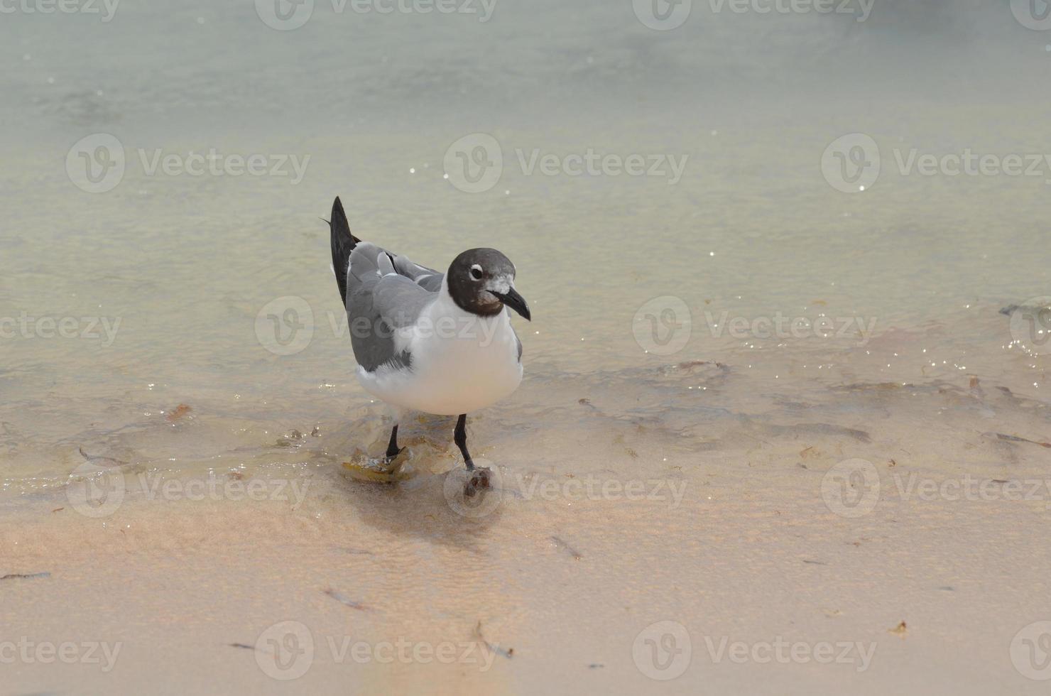 gaviota jugando en aguas poco profundas del océano en una playa foto