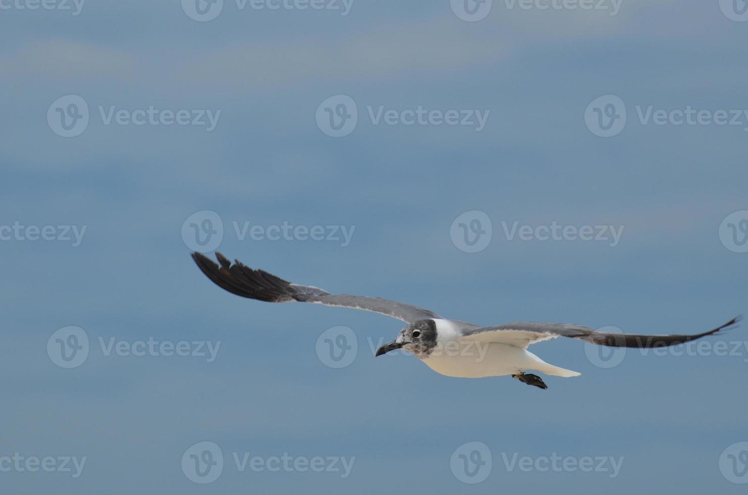 Flying Gull with White and Black Coloring in the Sky photo