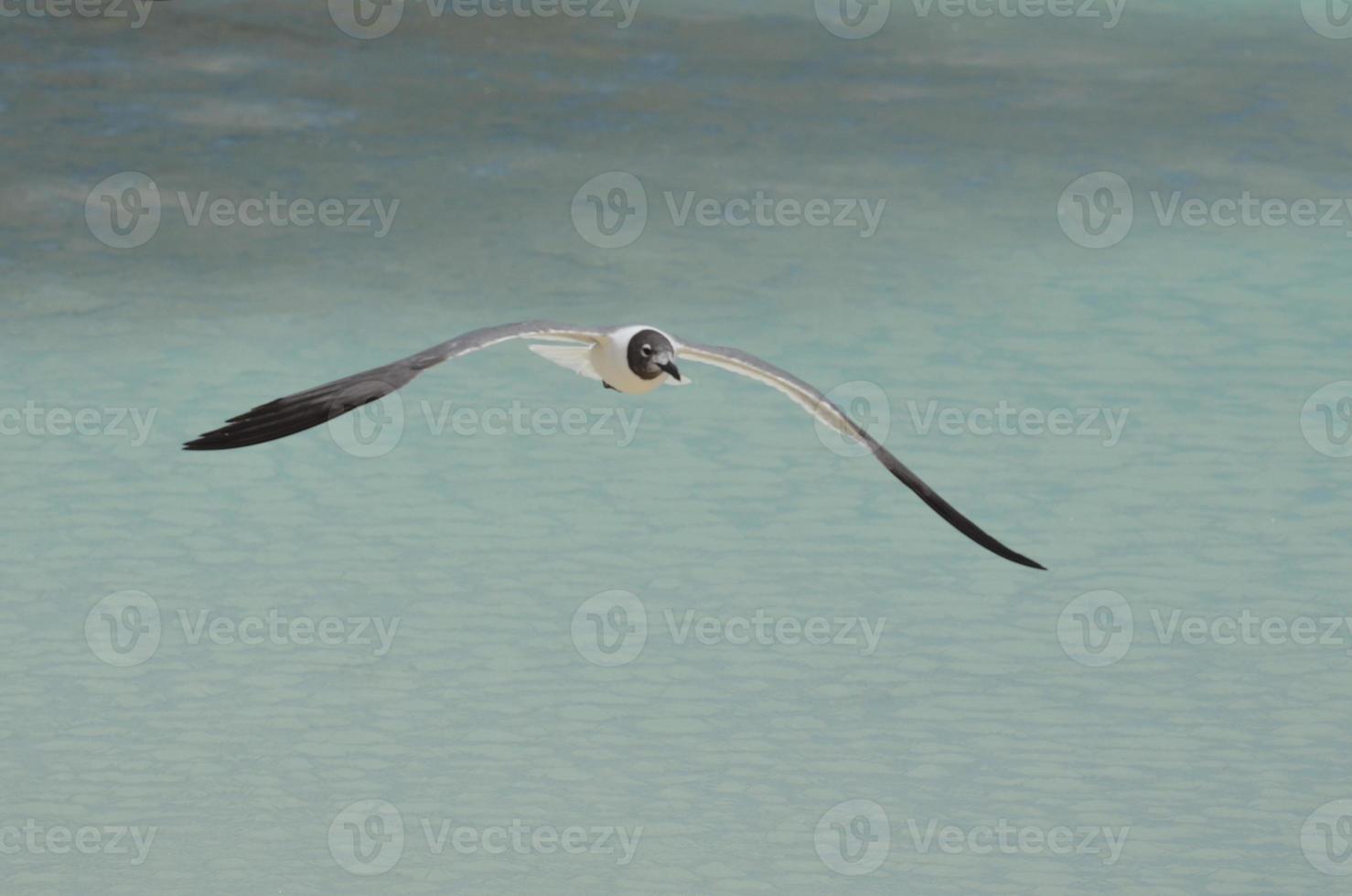 Laughing Gull Soaring Over Tropical Waters in Aruba photo