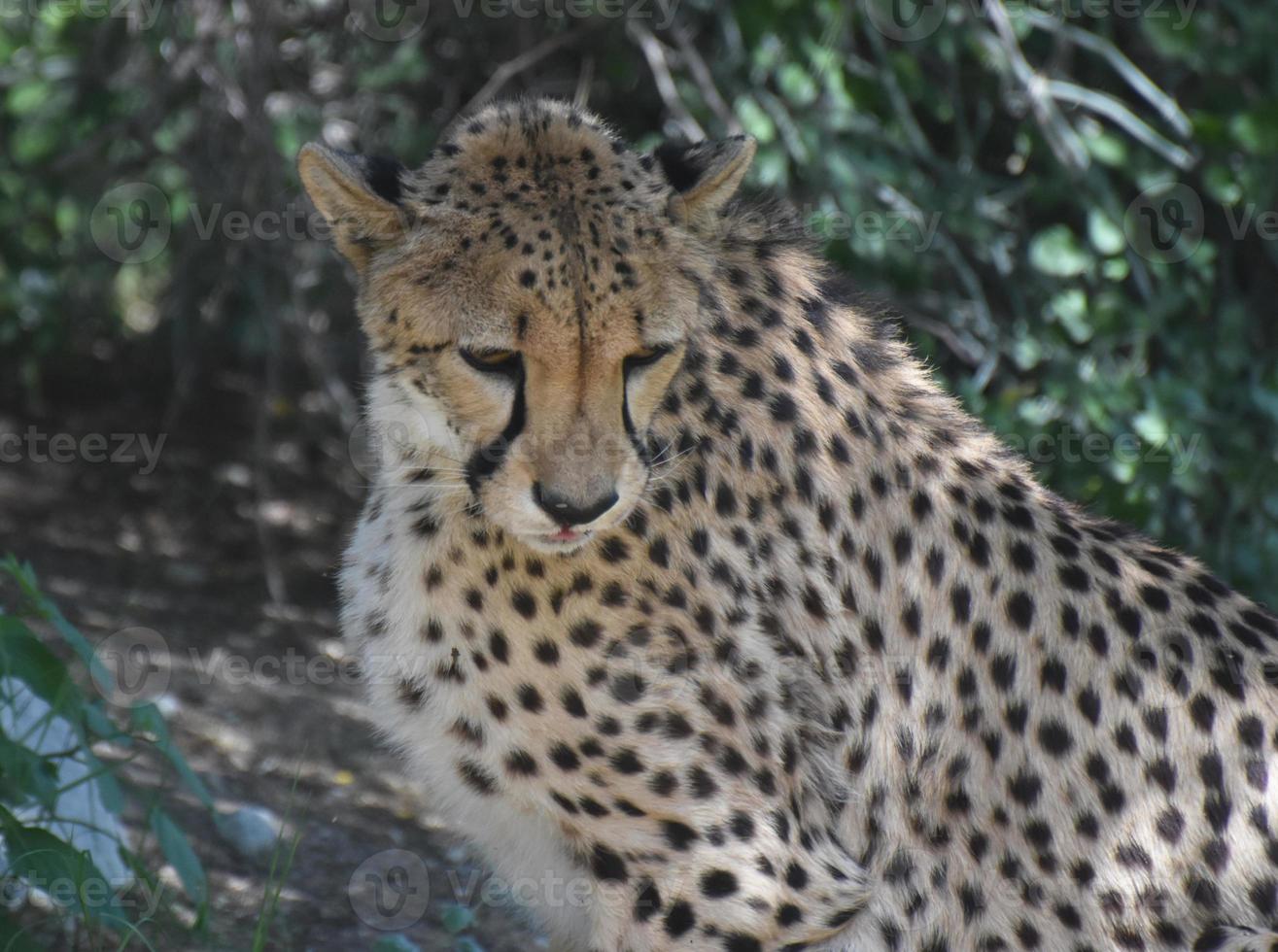 Beautiful Large Cheetah Cat on a Summer Day photo