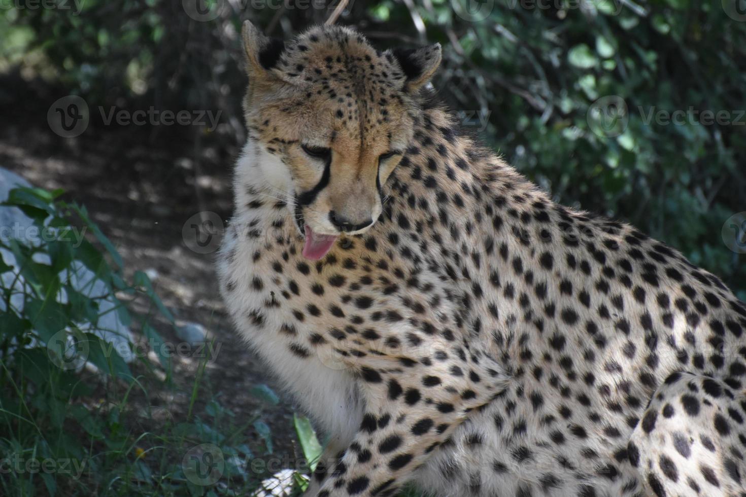 Beautiful Sleek Cheetah Grooming Himself in the Shade photo