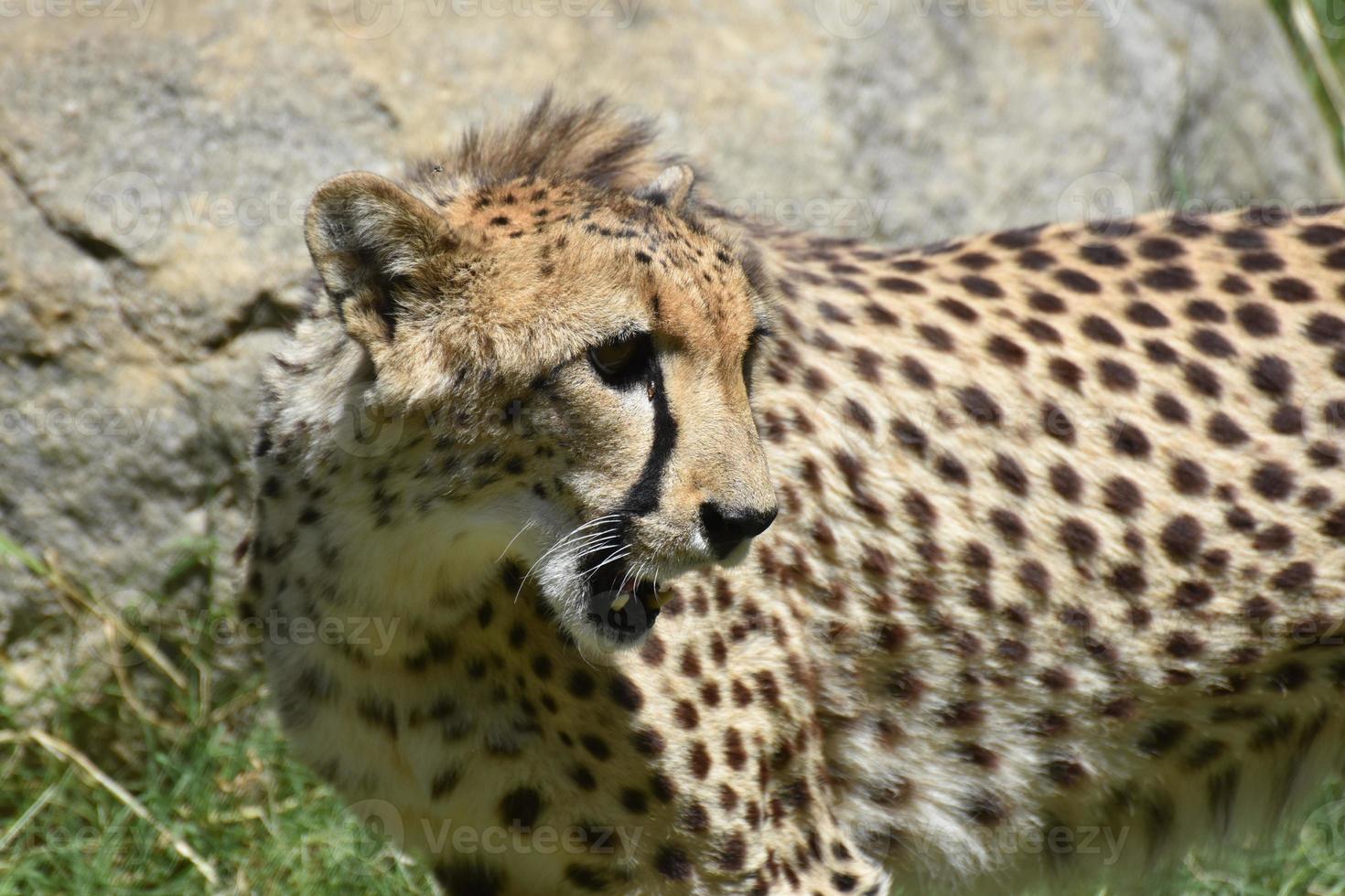 gato guepardo jadeando con la boca abierta y el pelaje alborotado foto