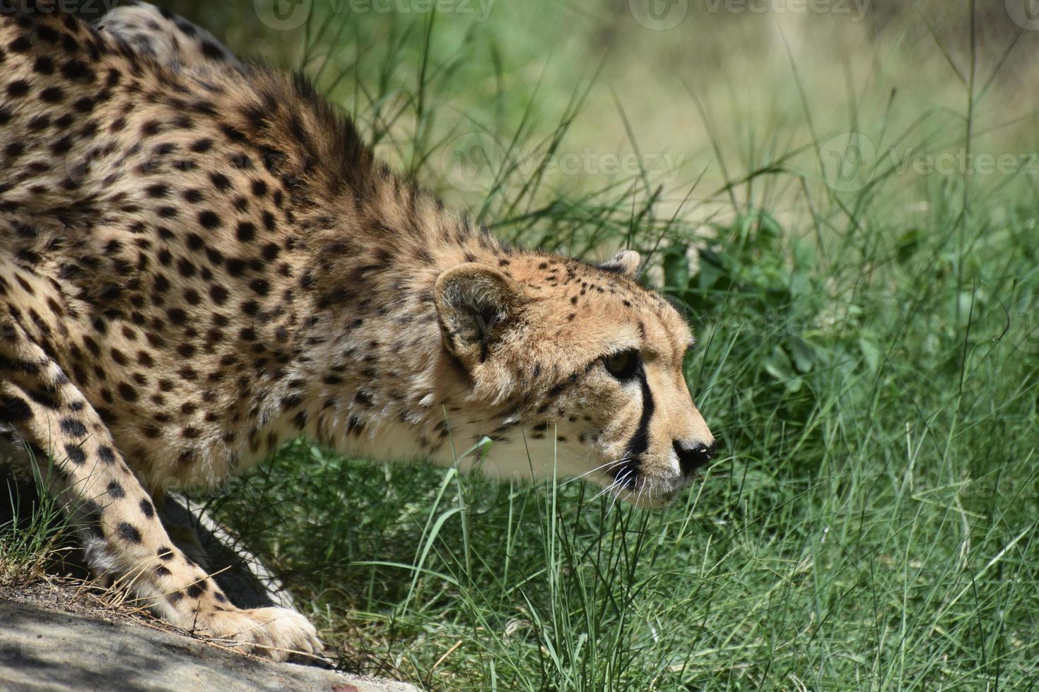 Sleeking Crouching Cheetah Cat Prowling in Grass photo