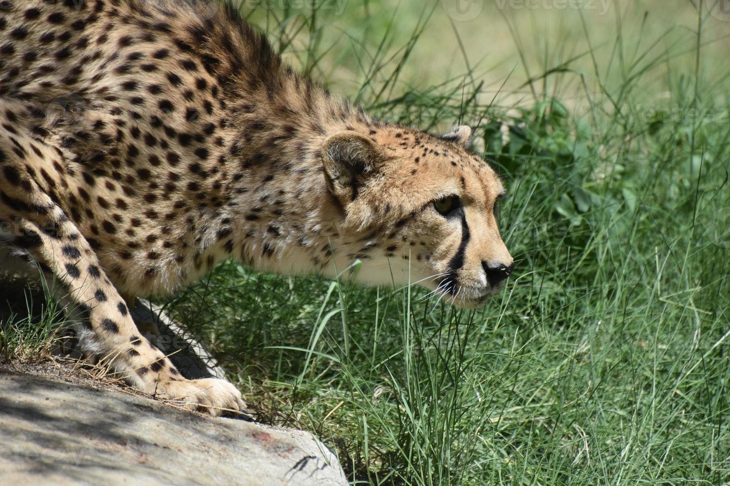 Gorgeous Profile of a Beautiful Cheetah Cat Crouching photo