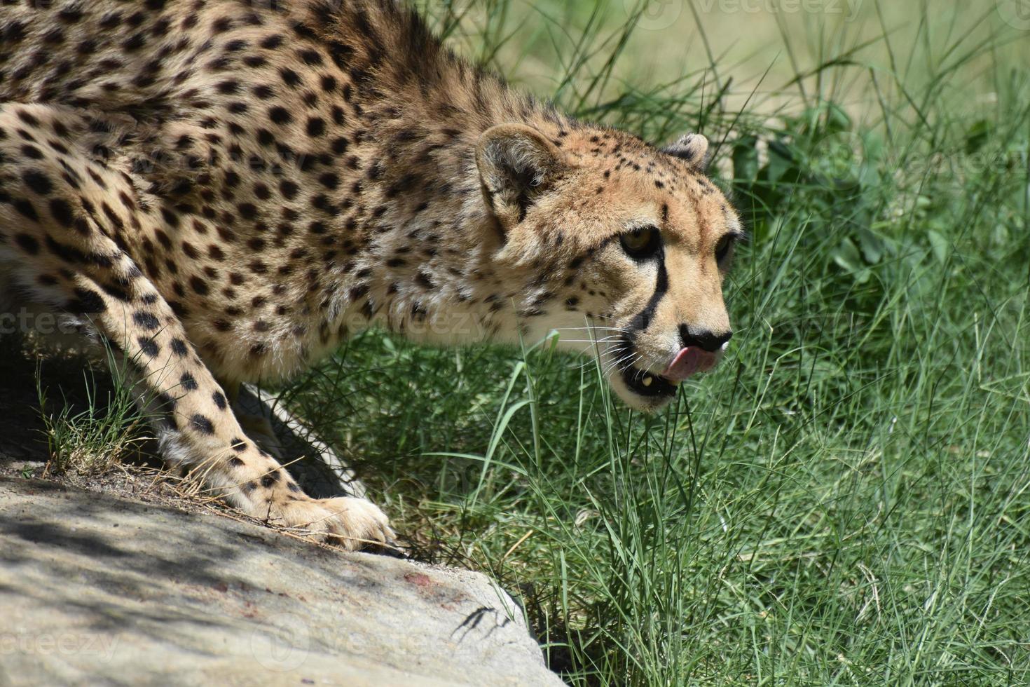 Beautiful Crouching Cheetah Cat with Dark Spots on his Coat photo