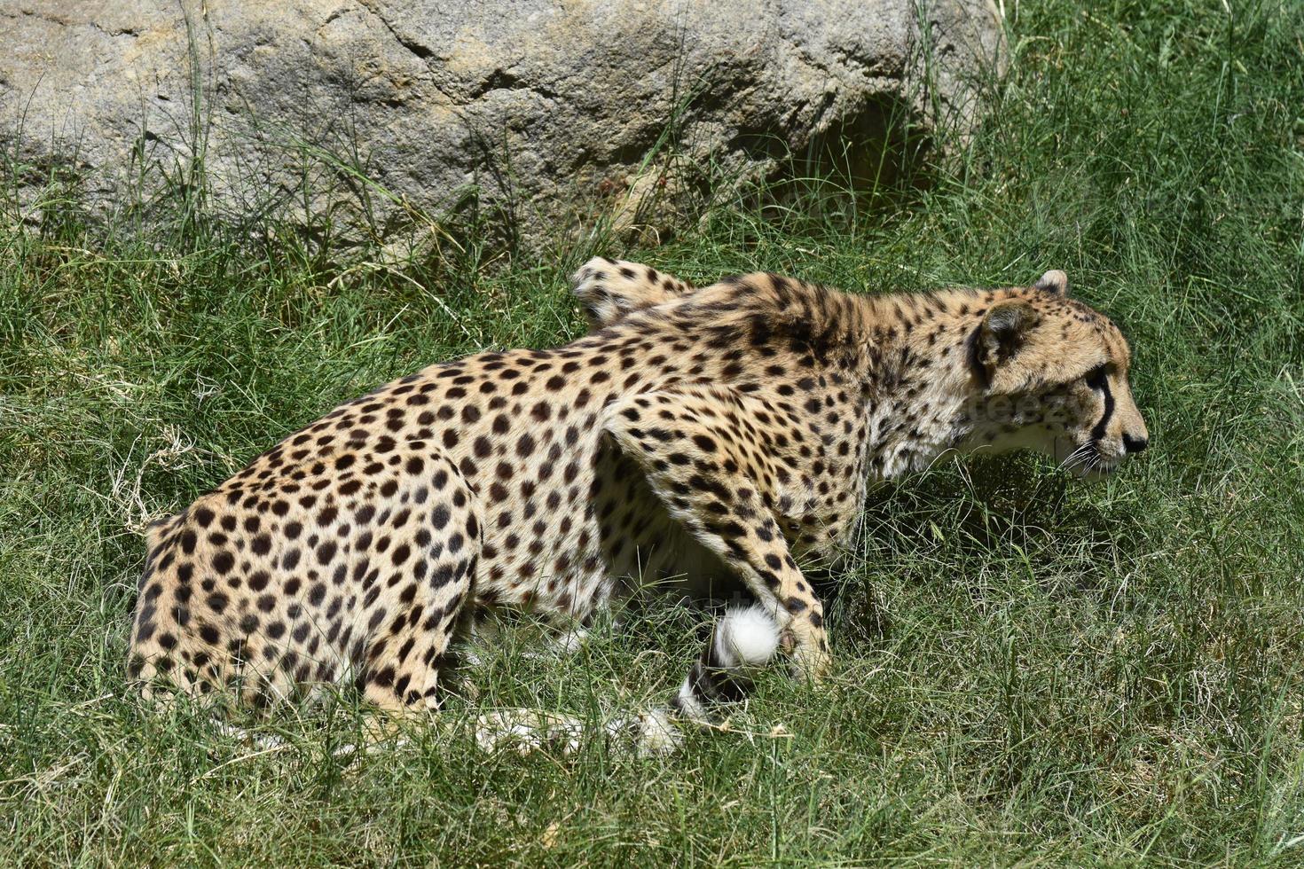 hermoso gato guepardo manchado agachado en la hierba alta foto