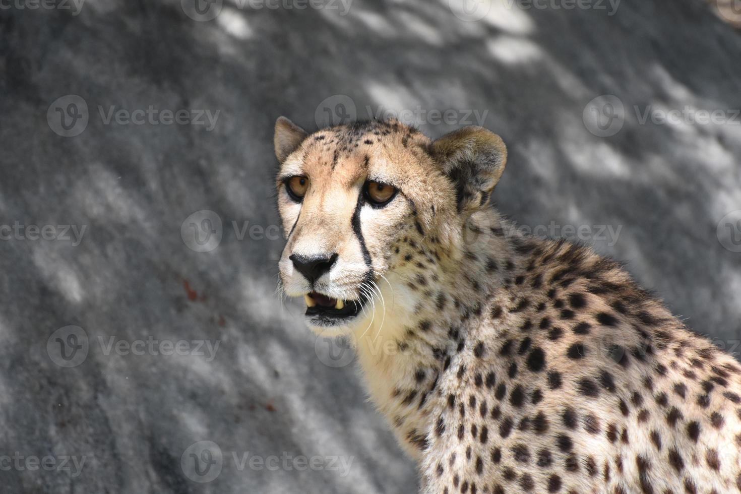 Up Close Look at the Face of a Panting Cheetah photo