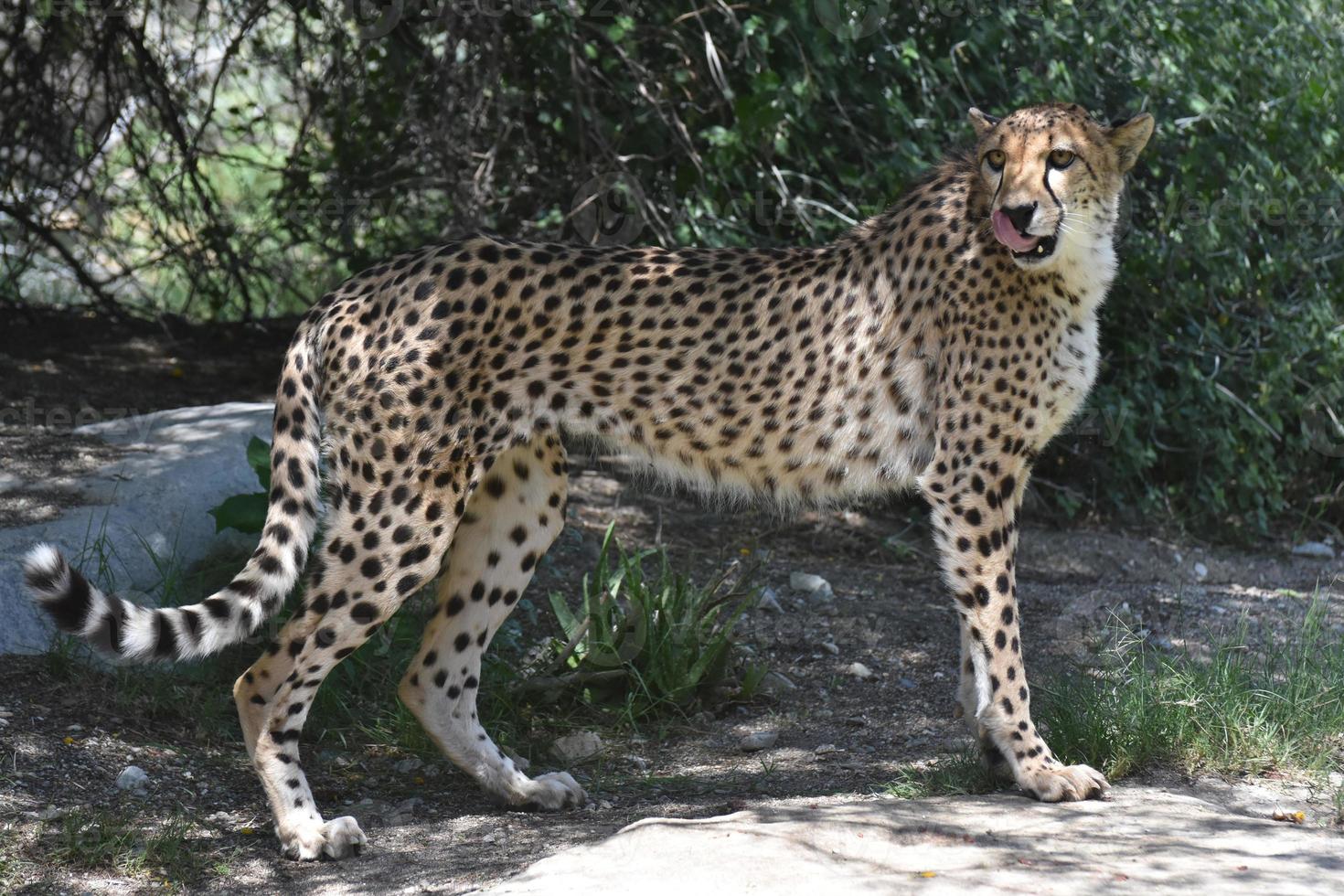 Cheetah Standing and Licking His Chops on a Big Rock photo