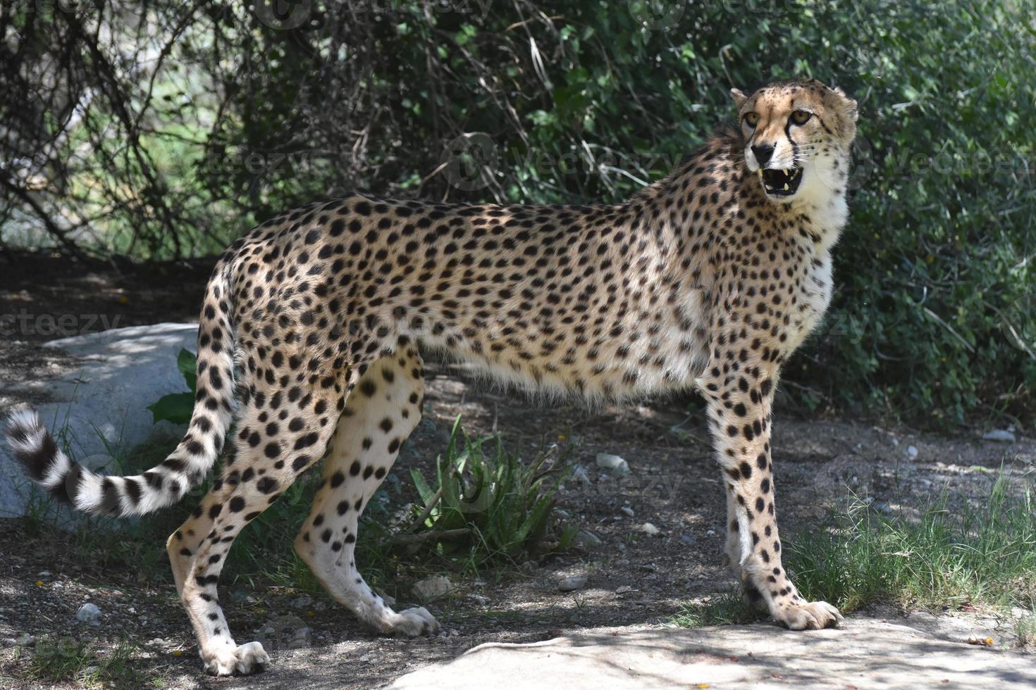 Sleek Cheetah Standing on a Rock and Looking Over His Shoulder photo