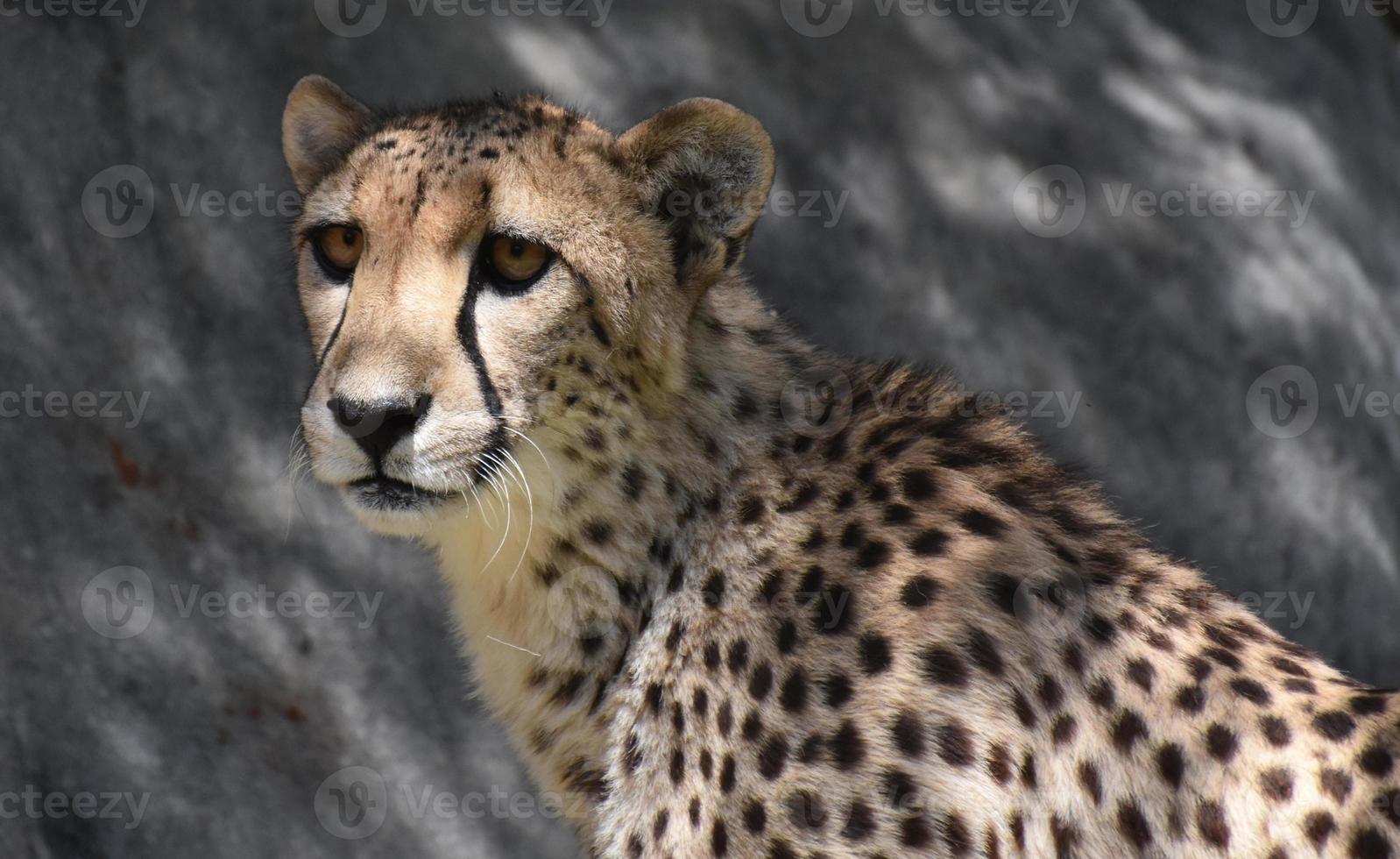 Close Up Look at the Face of a Cheetah photo