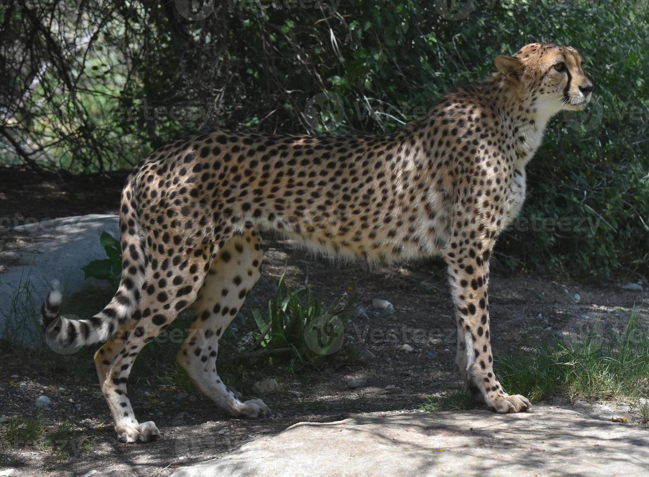 Beautiful Sleek Profile of a Cheetah Cat photo