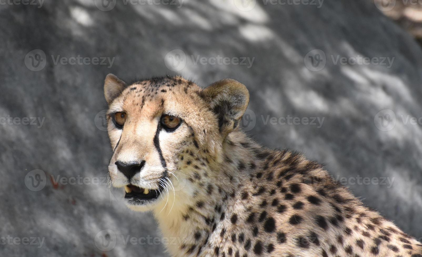 Agitated Cheetah With his Mouth Slightly Open photo