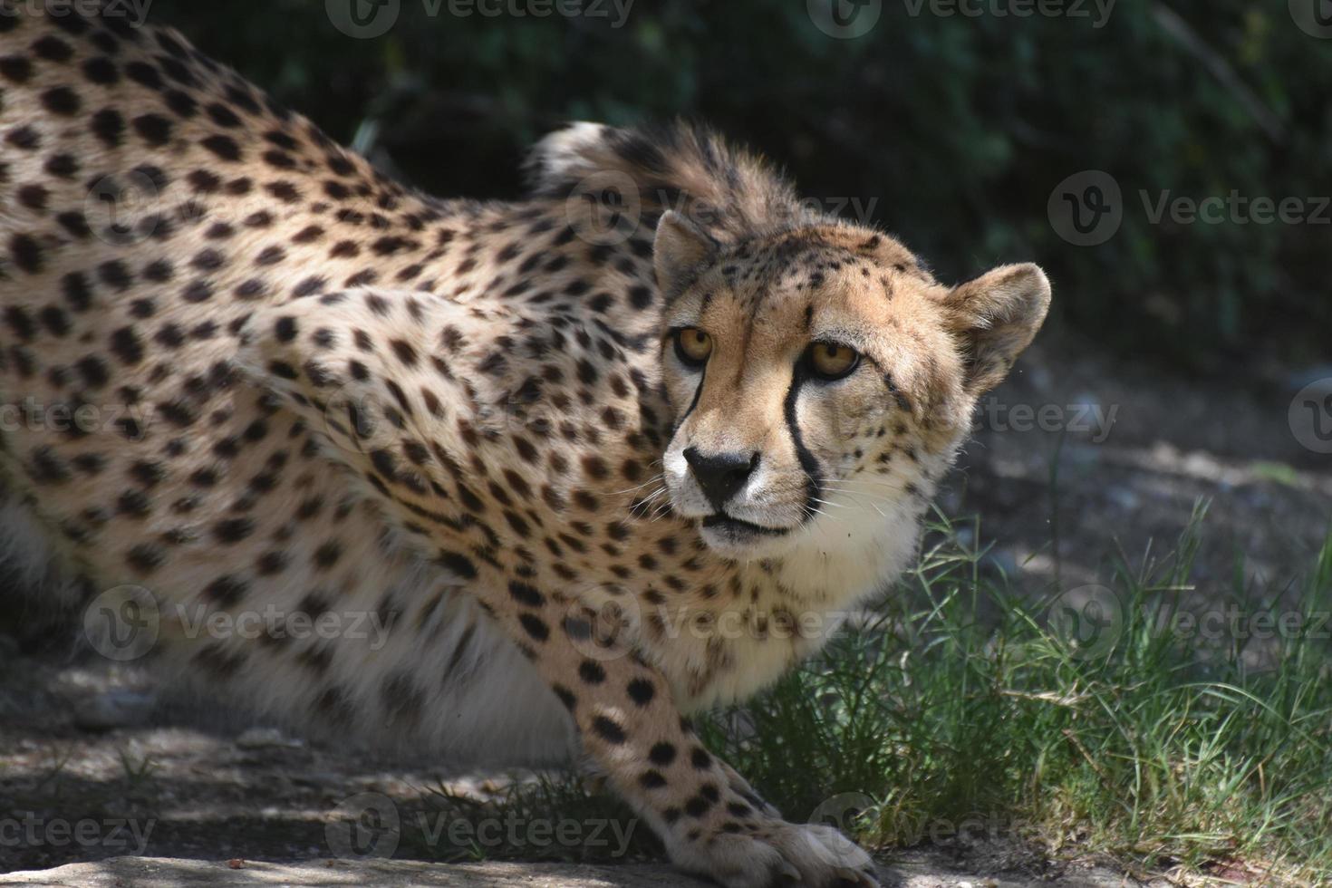 increíble gato guepardo agazapado en una roca plana siendo vigilante foto