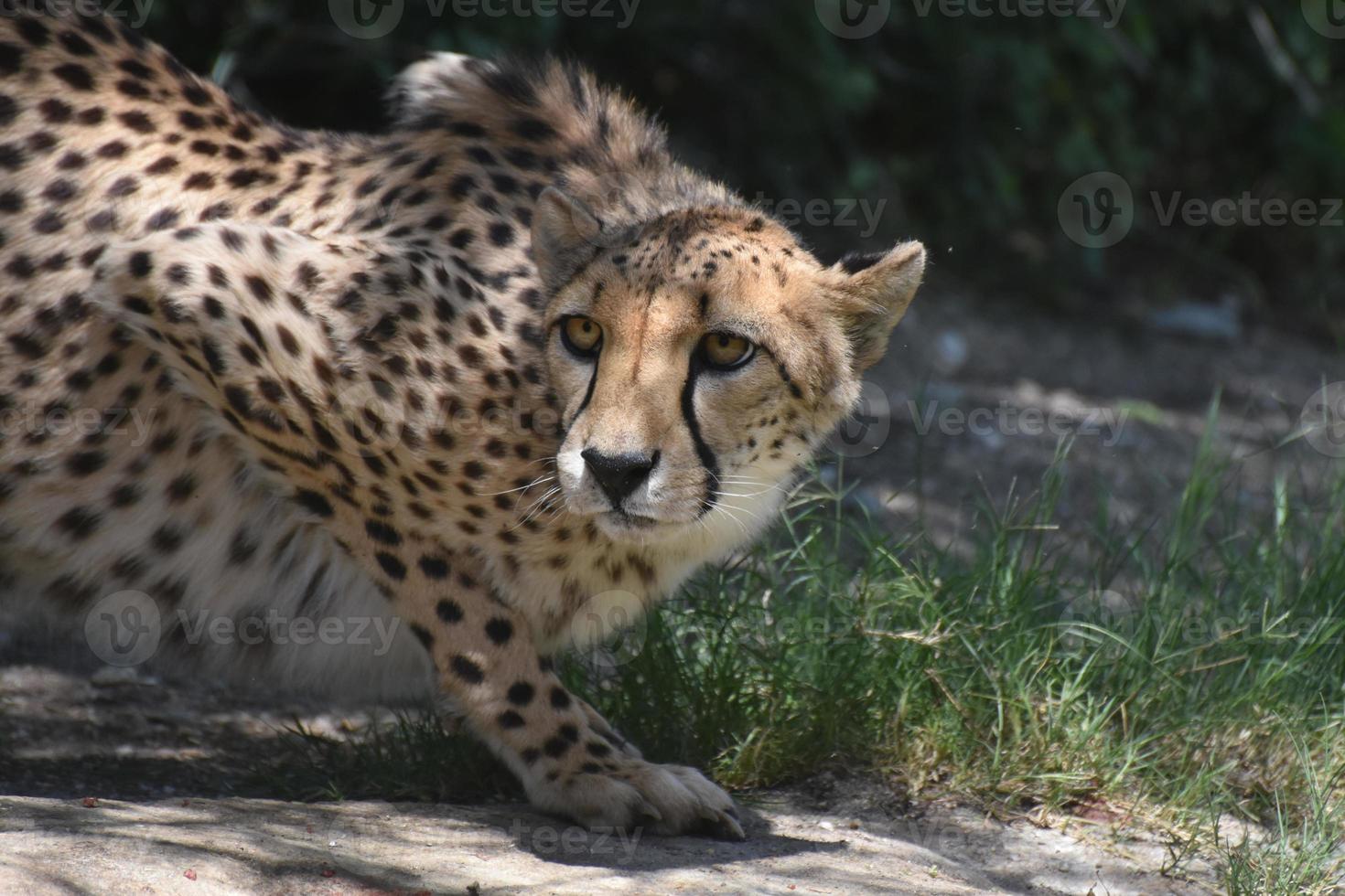 Weary Crouching Cheetah on a Flat Rock photo