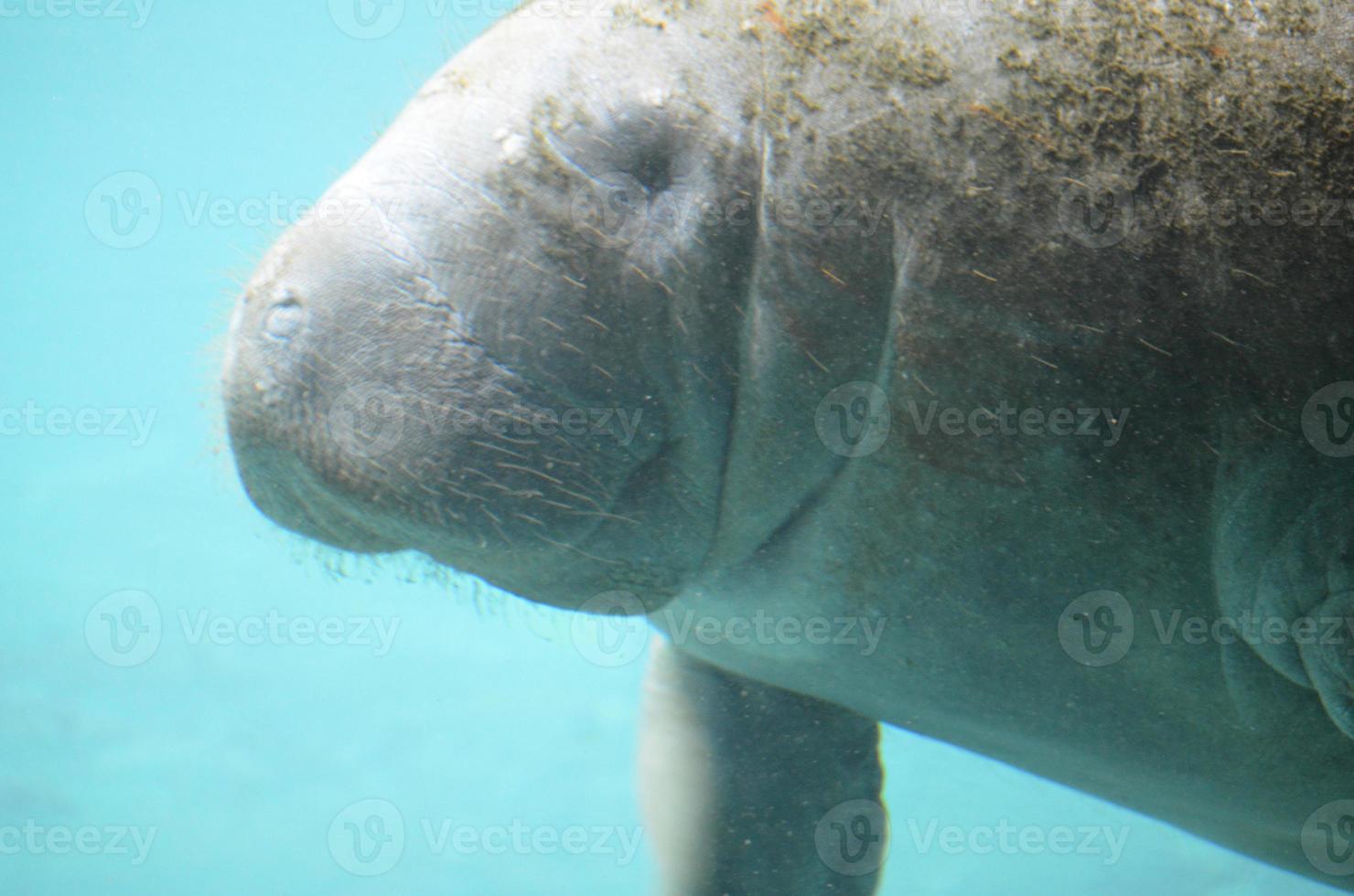 Face of a Manatee Swimming Underwater photo