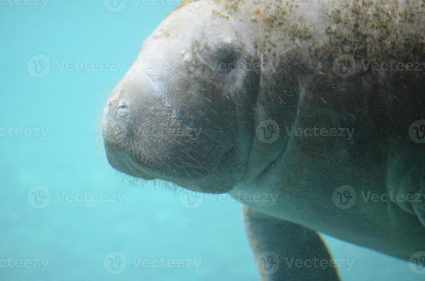 Underwater Manatee Swimming Around photo