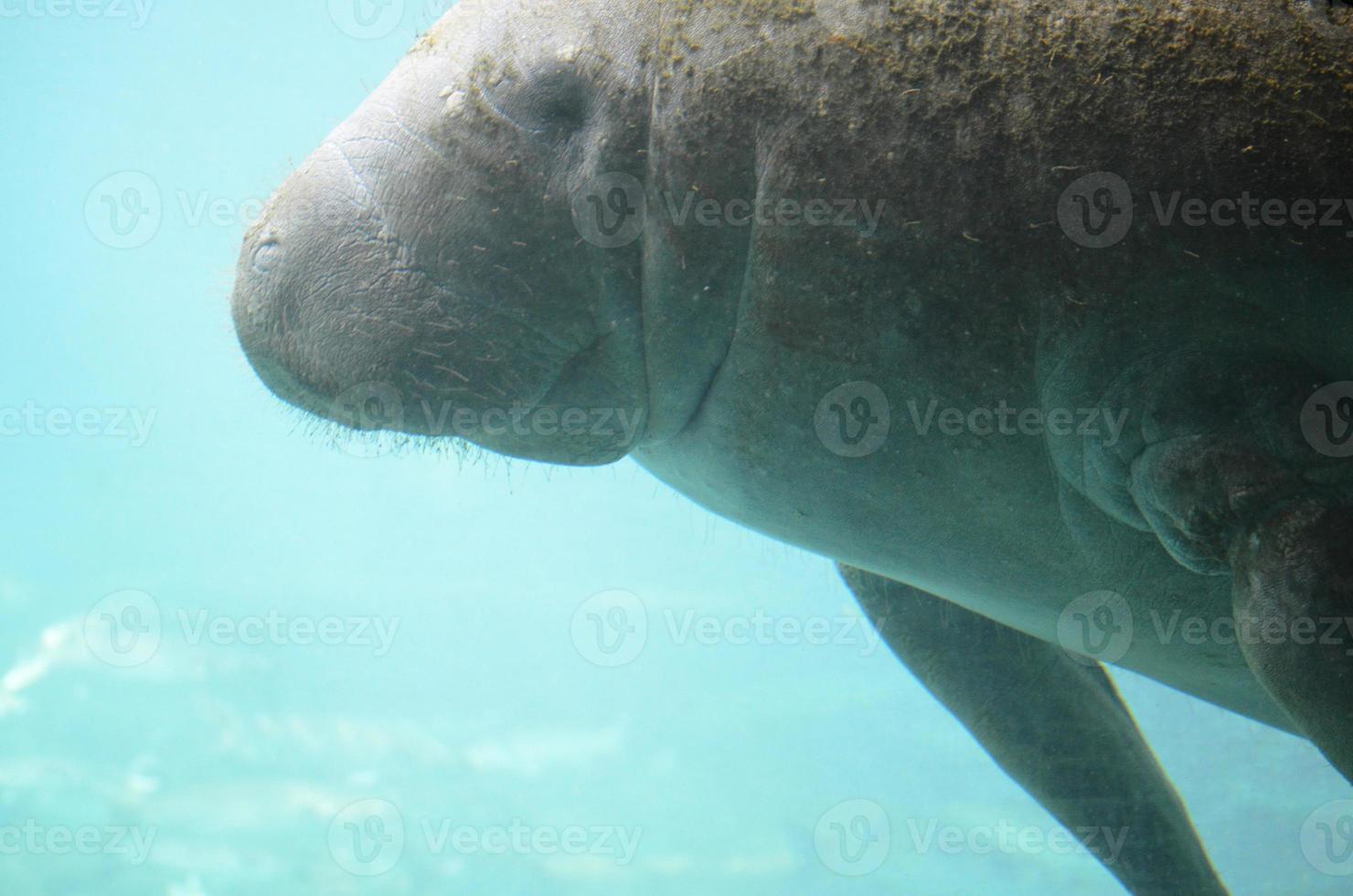 Manatee Swimming Underwater with Algae on His Back photo