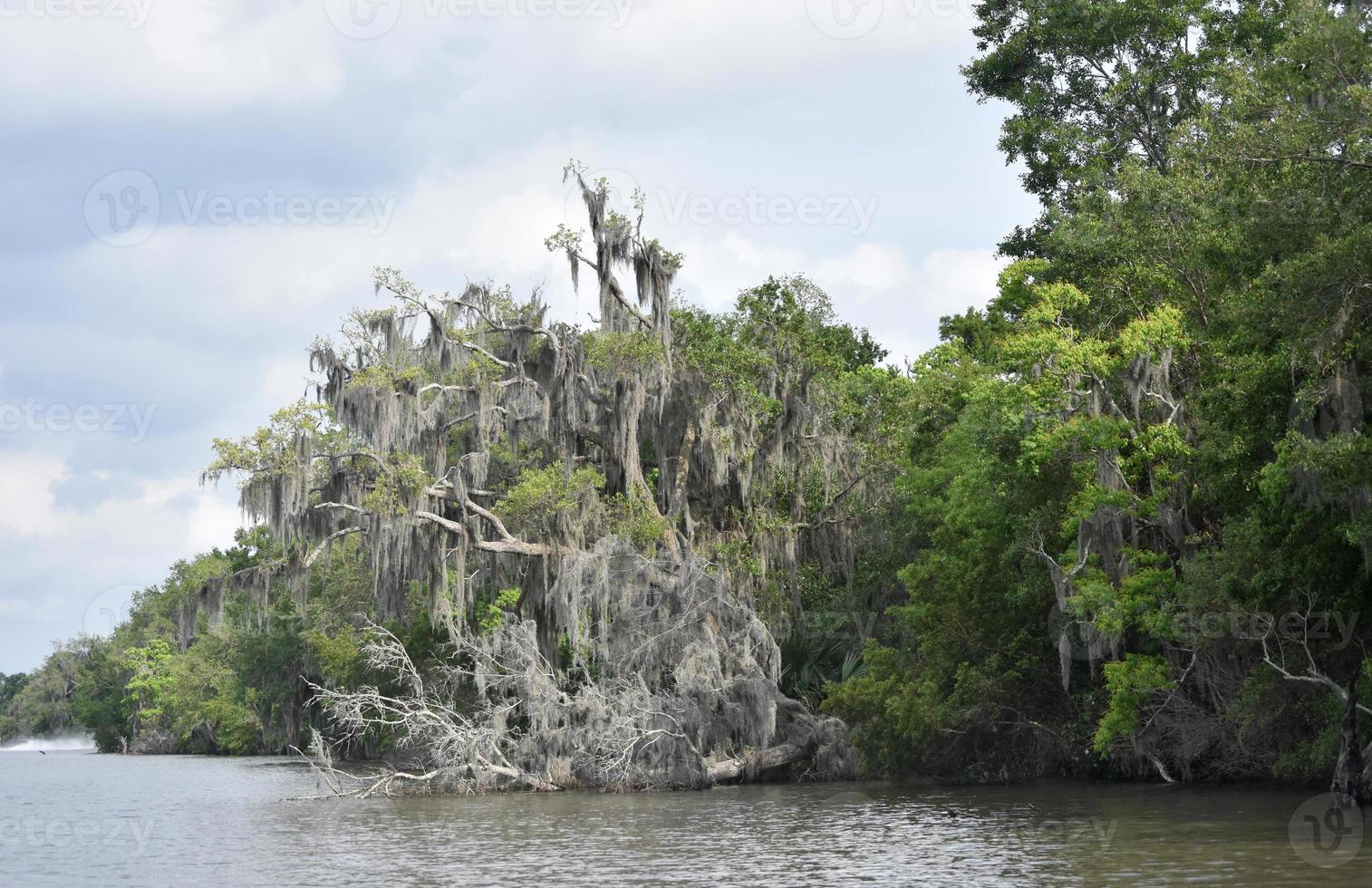 Tree Fallen into the River Bayou in Louisiana photo