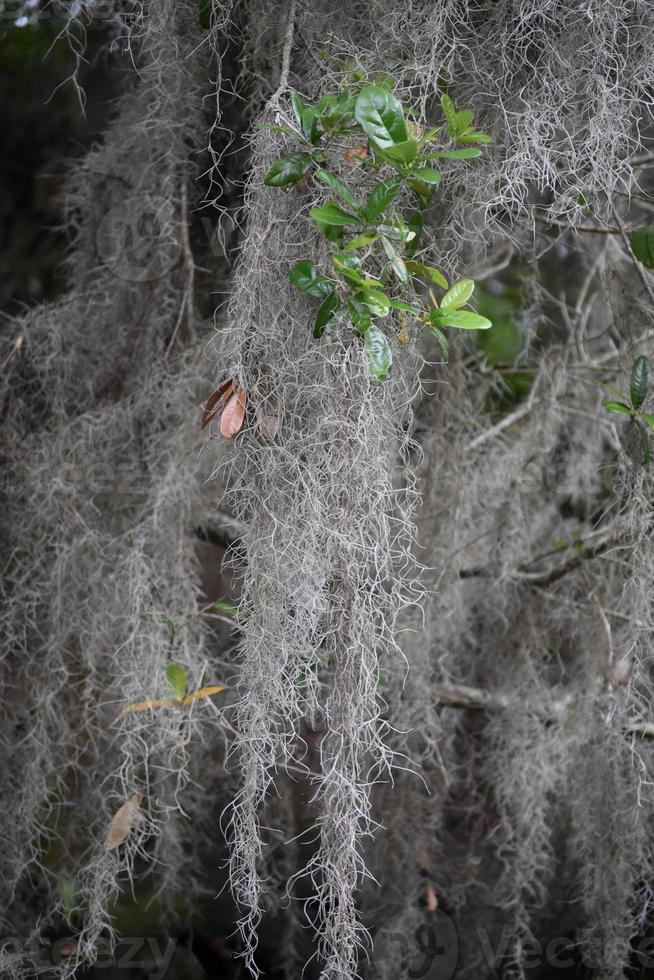 planta con musgo español también conocido como colgante aerófito foto