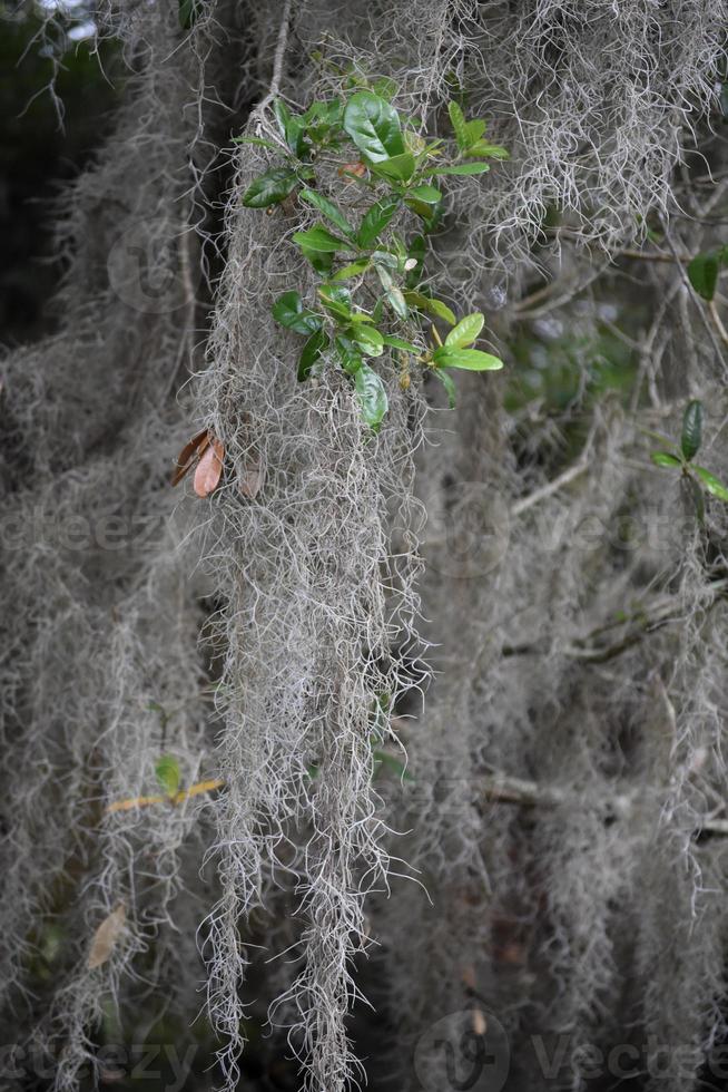 musgo negro largo colgando de un árbol en louisiana foto