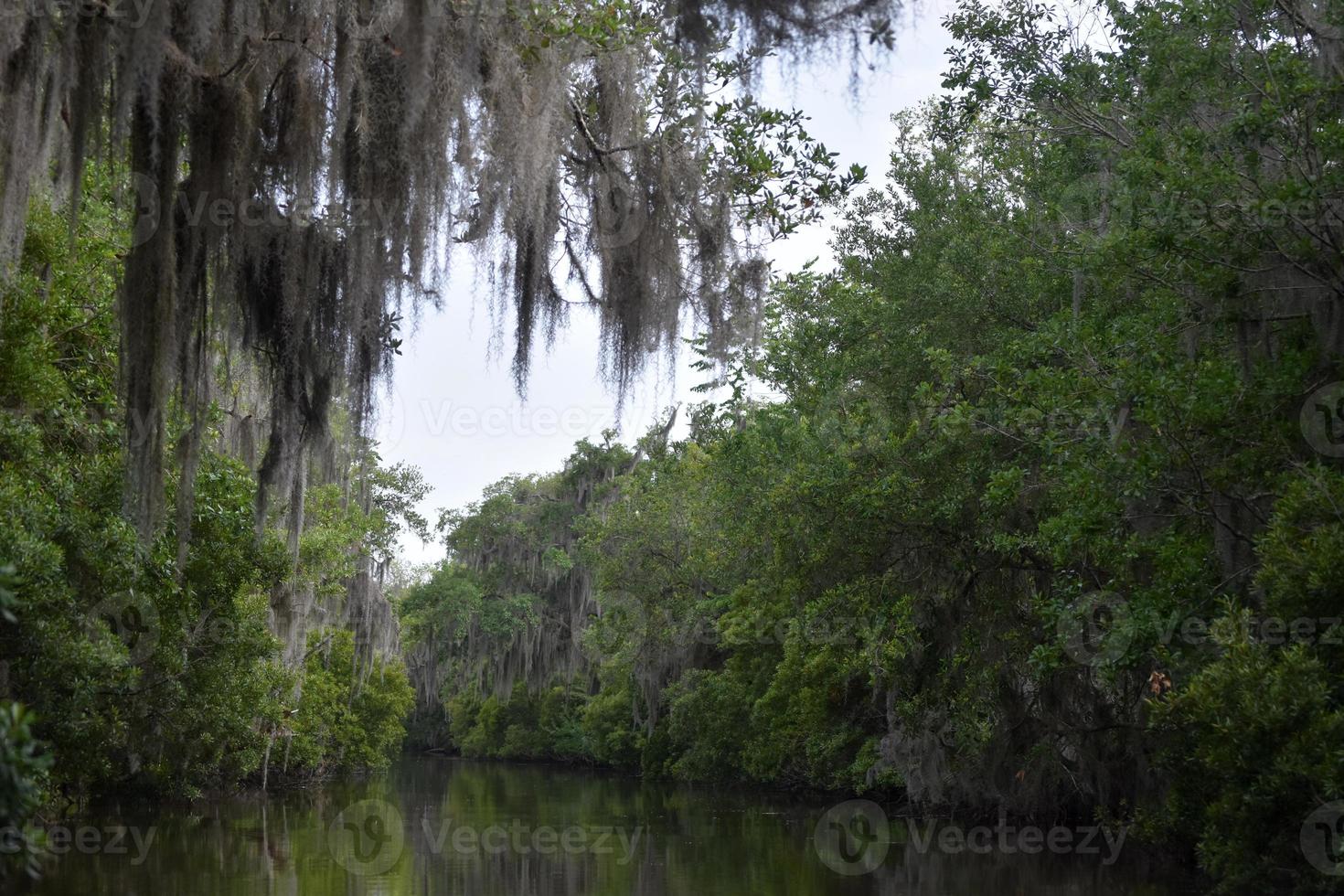 Dark Channel with Spanish Moss Hanging from a Tree photo