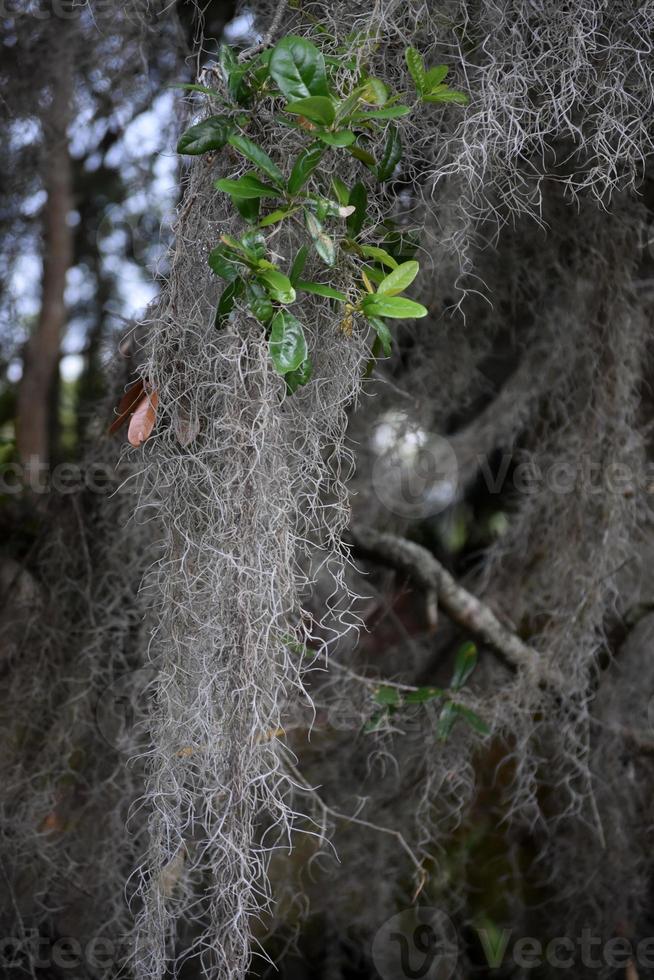 aerófito envuelto en un árbol en luisiana foto