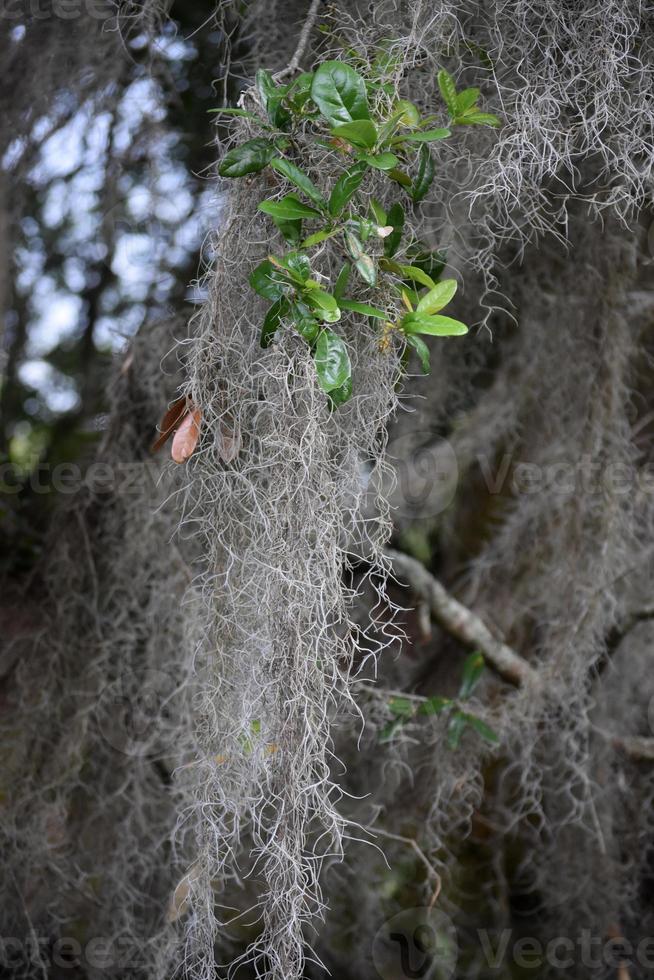 musgo largo goteando de una planta en el pantano foto