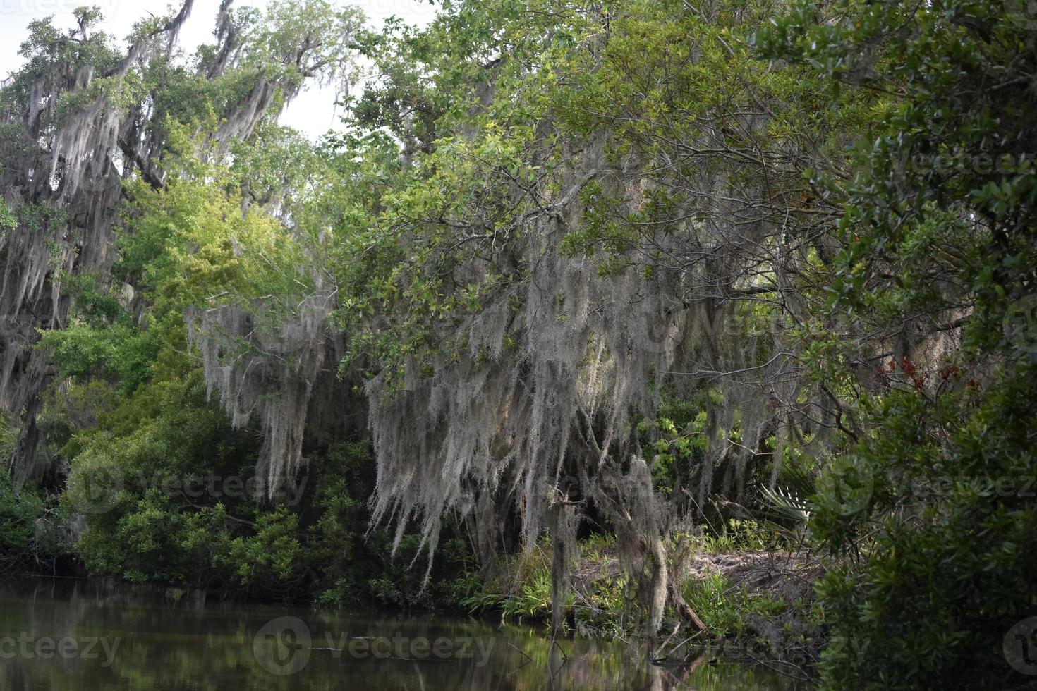 Dark and Dreary River Bayou of Louisiana photo