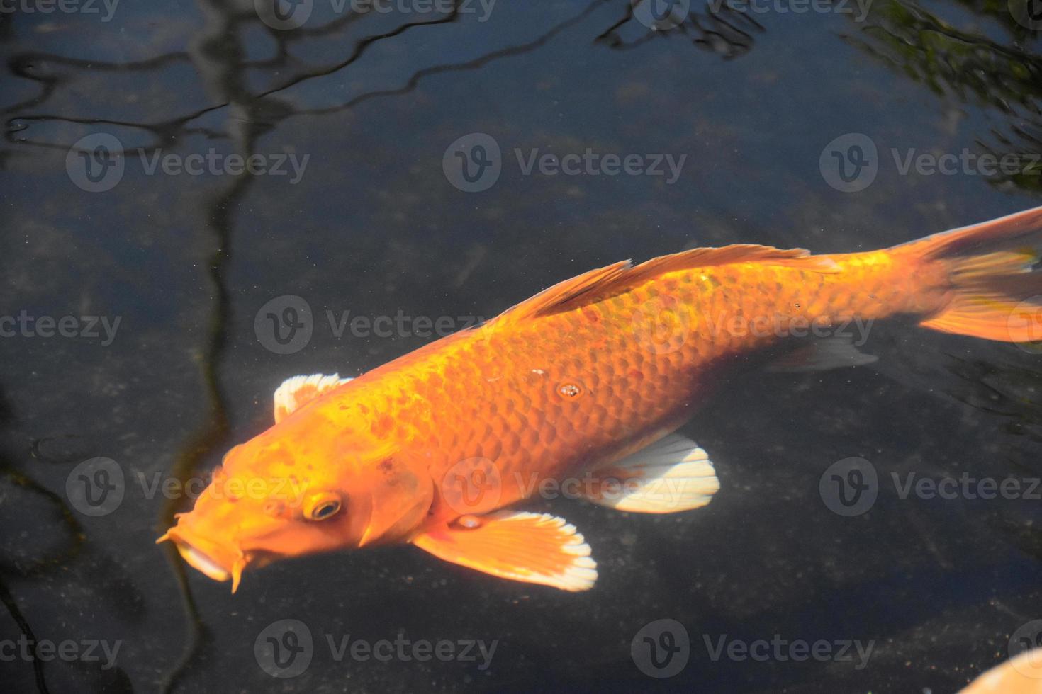 Orange Japanese Koi Fish Swimming in a Pond photo