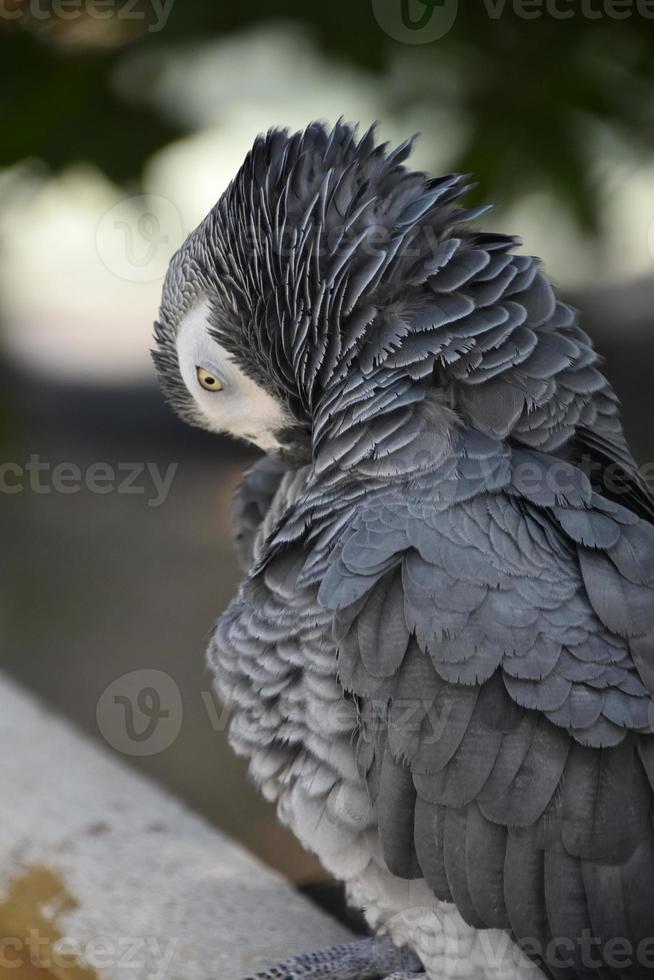 African Grey Parrot with Fluffed Feathers on Neck photo