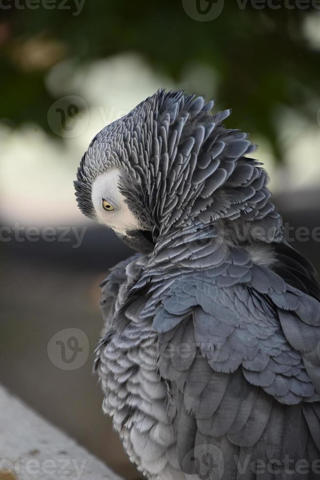 Grey Parrot With His Feathers Raised and Fluffed photo