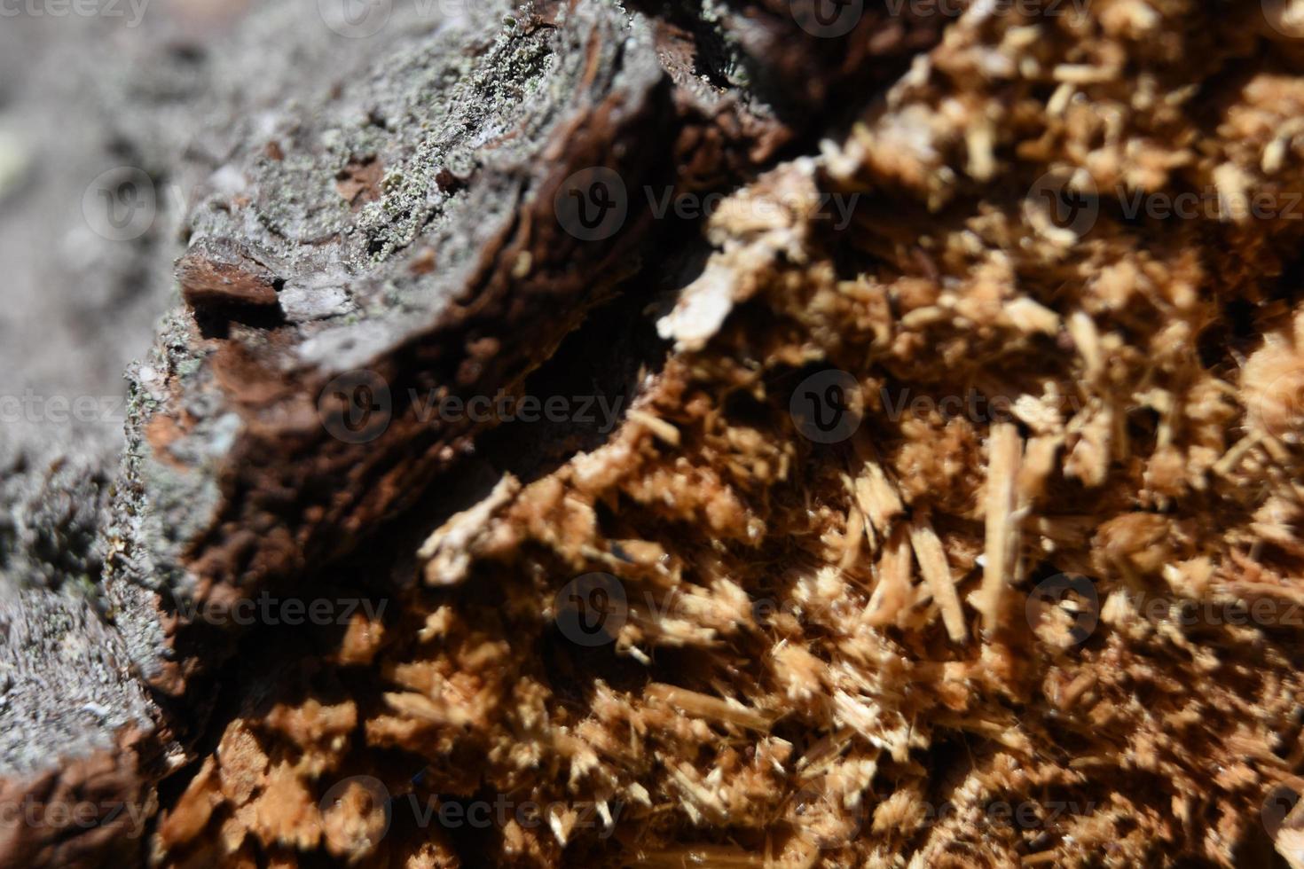 Tree Bark from the End of a Cut Tree photo