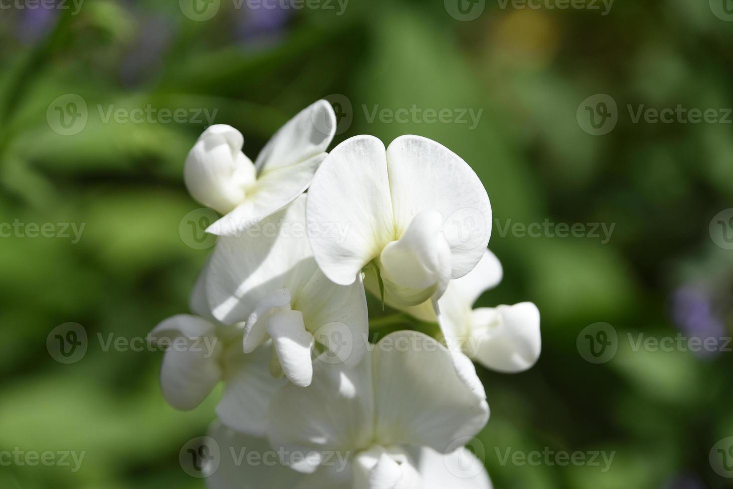 Enredadera trepadora de guisantes dulces de flores blancas en un jardín  9595786 Foto de stock en Vecteezy