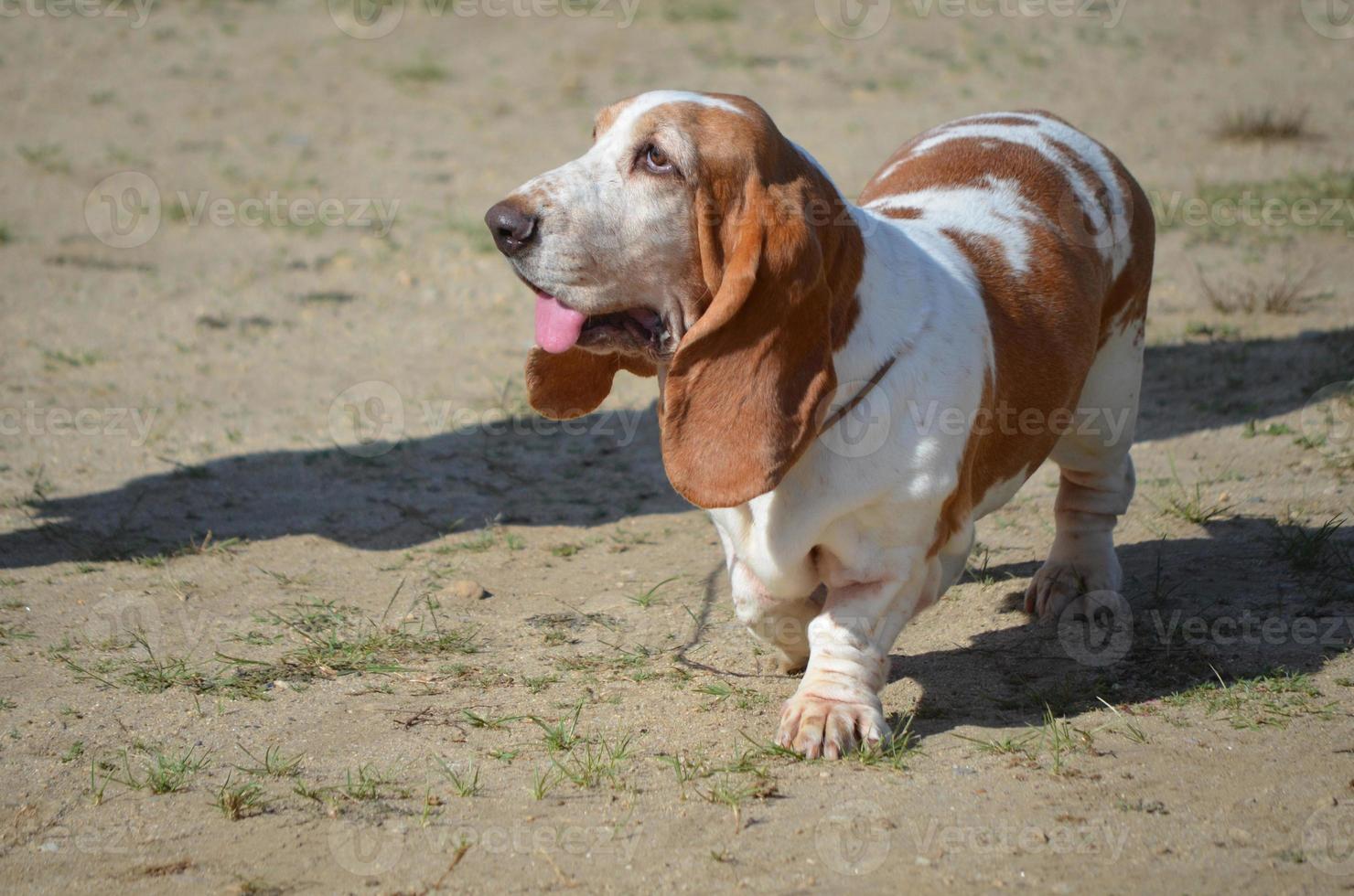 Cute Basset Hound Dog with a Pink Tongue photo