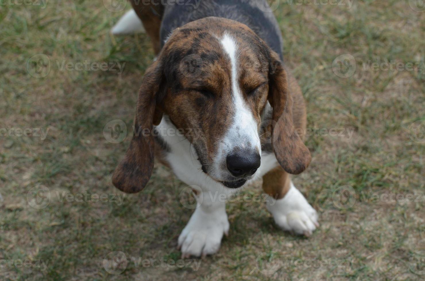 Basset Hound Dog with His Eyes Closed photo