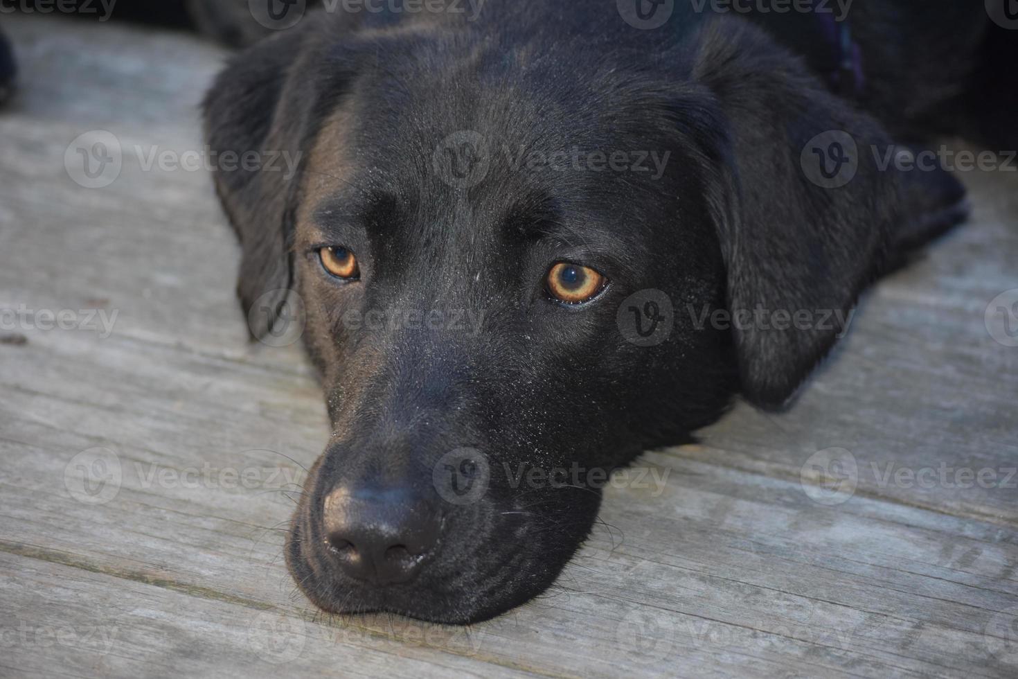 bonitos ojos en la cara de un dulce labrador negro foto