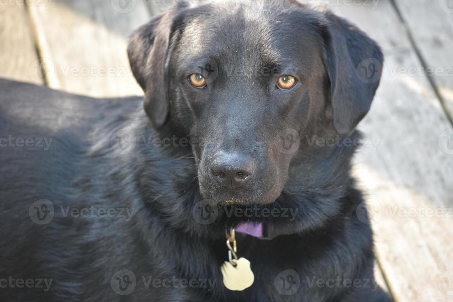 Looking in the Beautiful Face of a Black Lab Dog photo