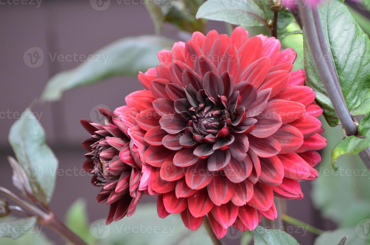 Blooming Red Dahlia Flowers photo