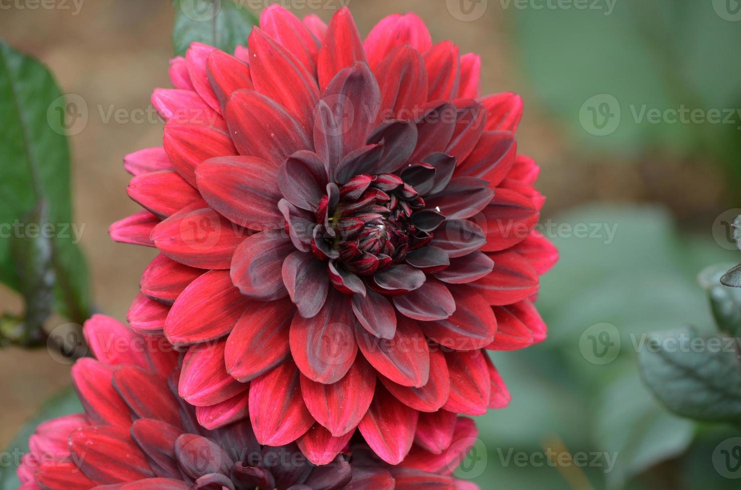 Pretty Blooming Red Dahlia Flower Blossom photo