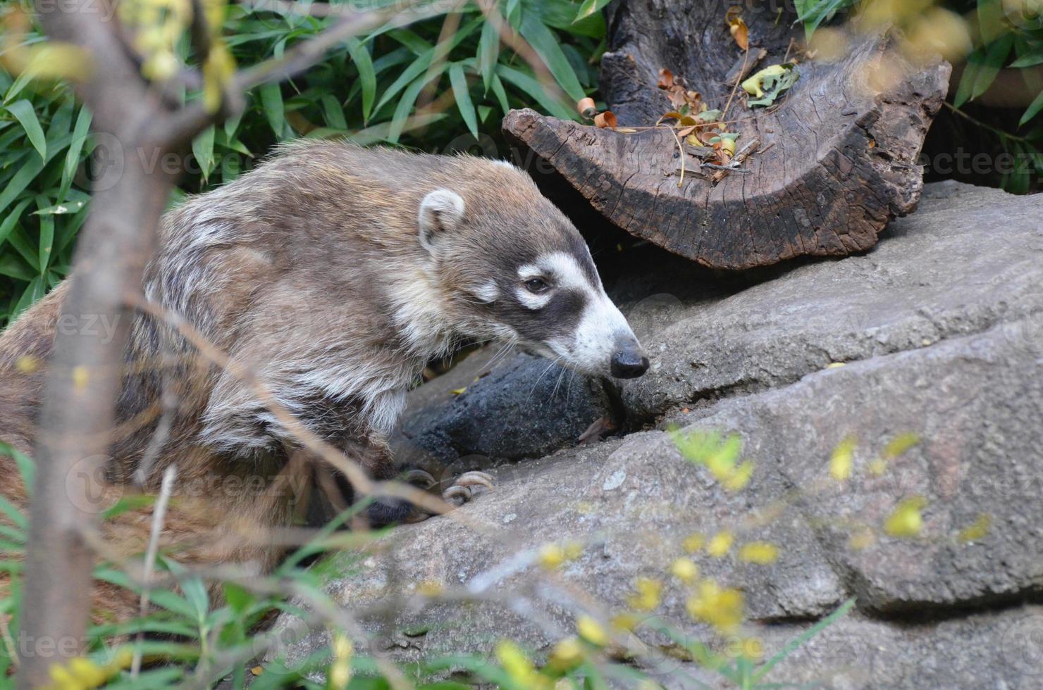 White Nosed Coati photo