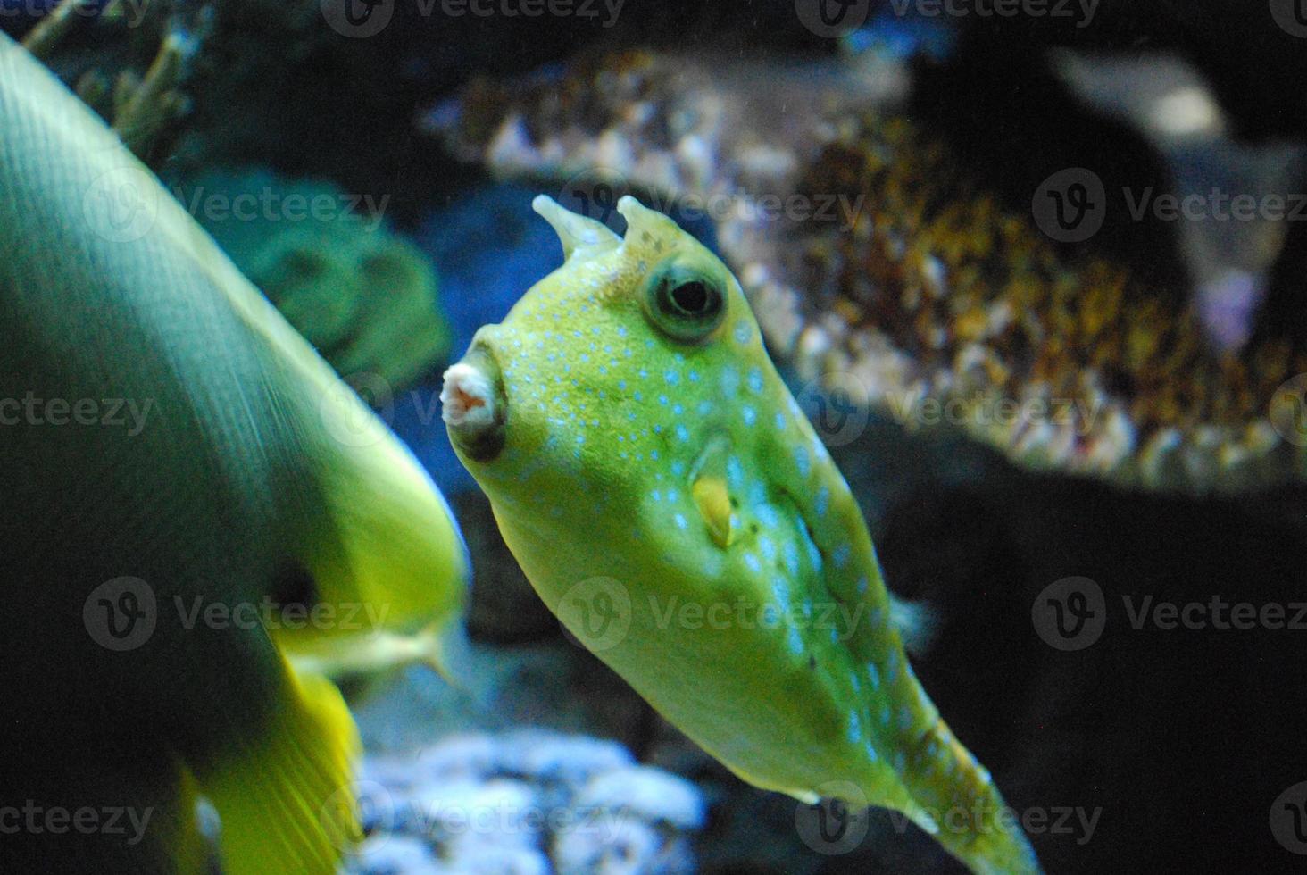 Green Hue to a Longhorn Cowfish in the Ocean photo