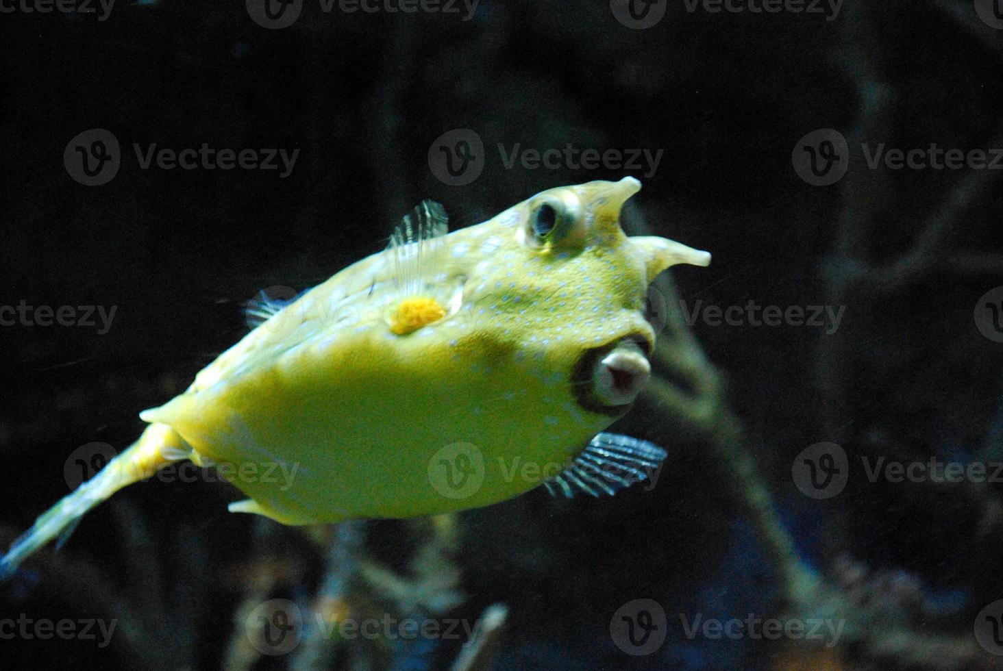 Odd Looking Longhorn Cowfish Up Close and Personal photo