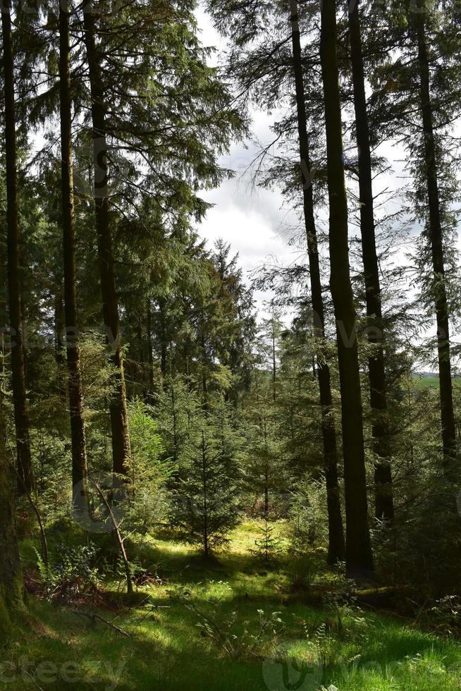 Towering Trees and Woods with a Narrow Trail Cutting Through photo