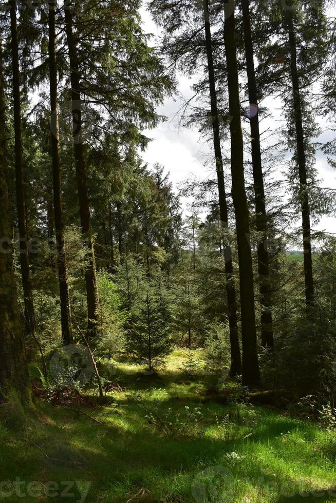 Towering Trees in Dent Forest on the Coast to Coast Trail photo