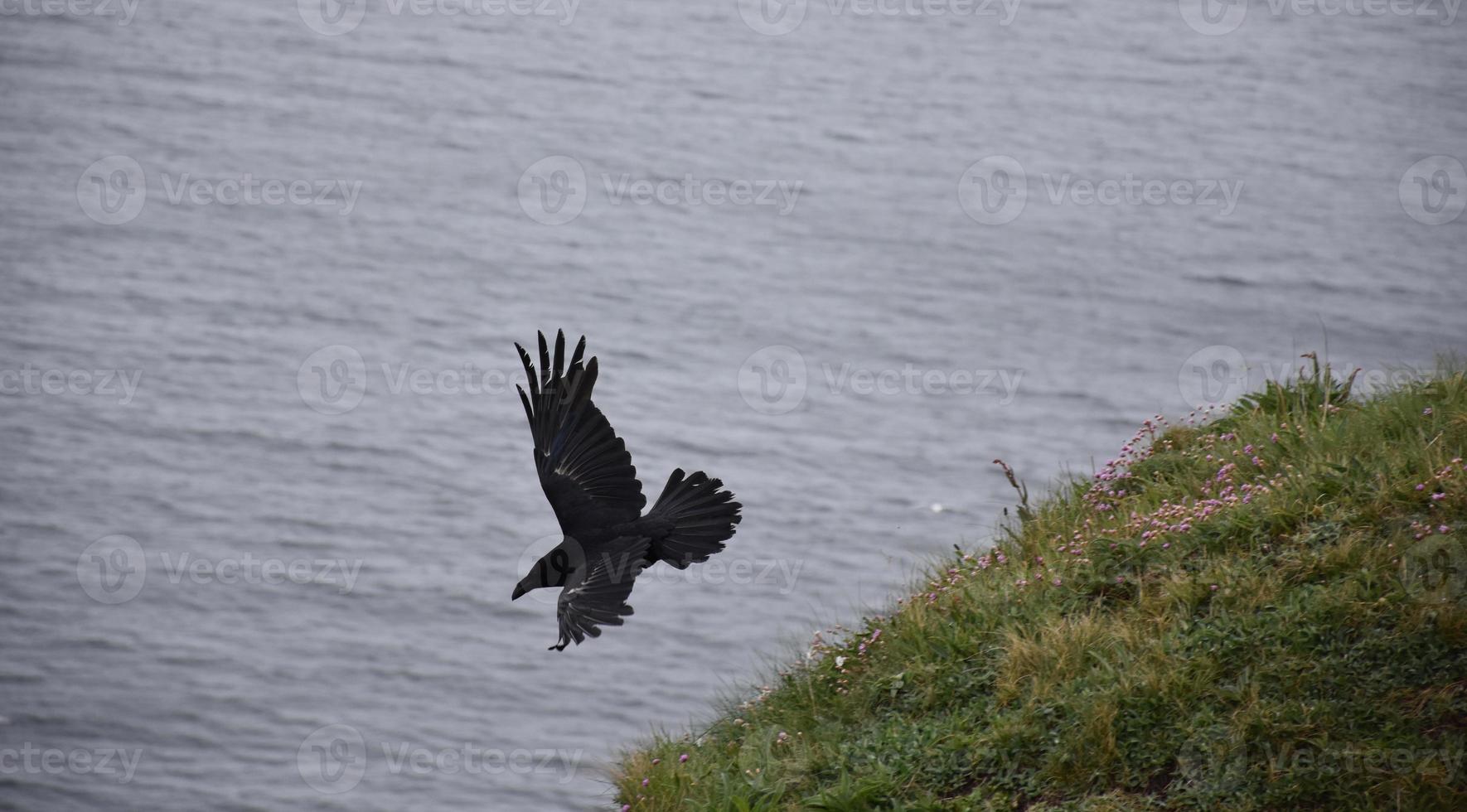 gran cuervo negro descendiendo en vuelo con alas anchas foto