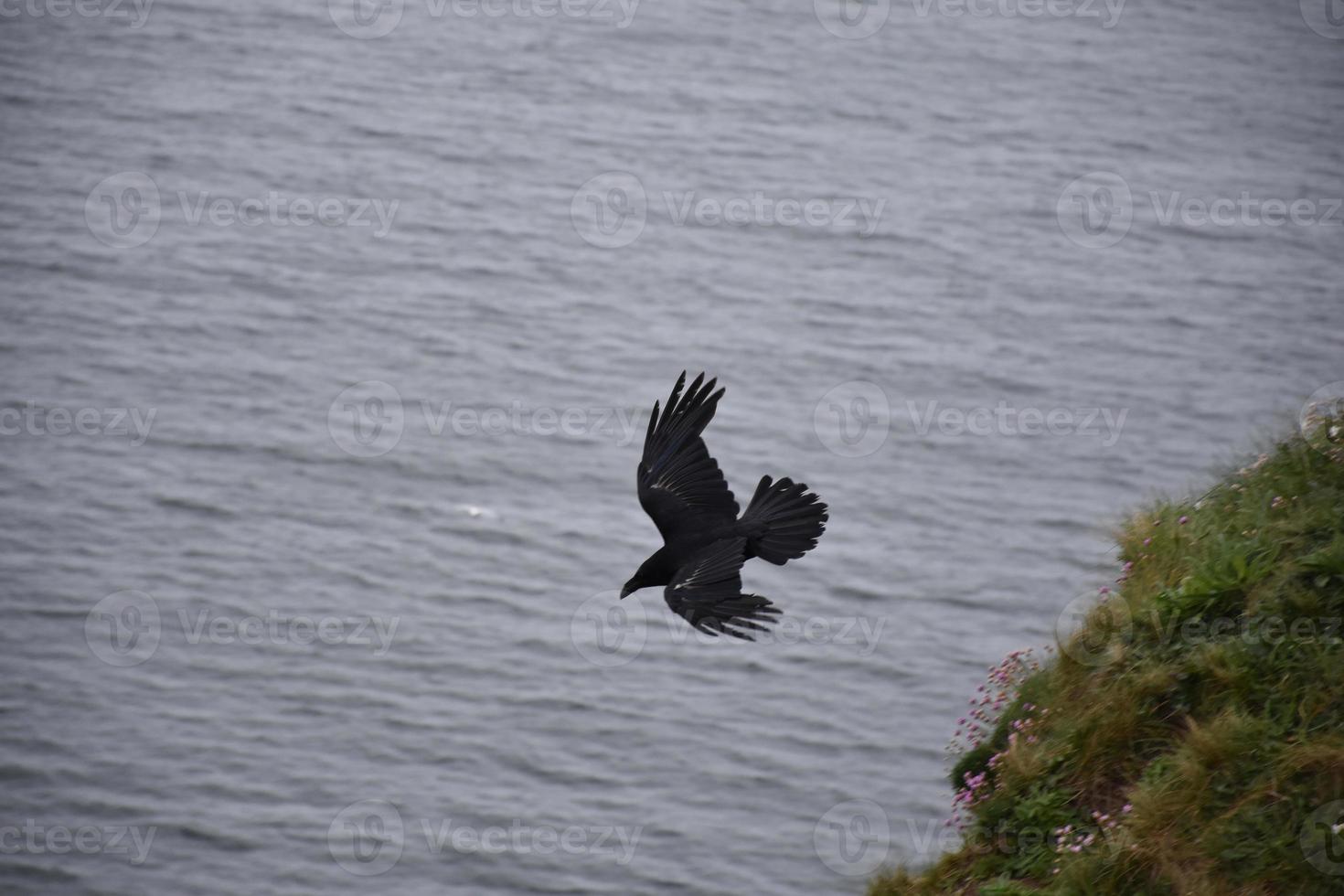 Profile of a Large Black Crow Flying Above the Ocean photo