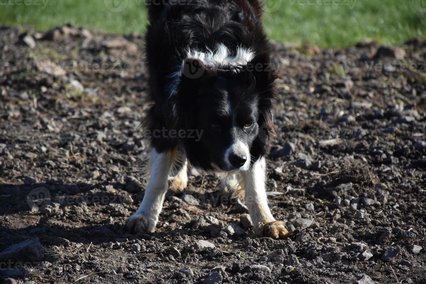 Border Collie Dog Waiting for a Stick to Be Thrown photo