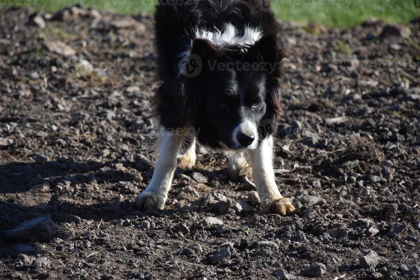 Adorable Black and White Border Collie Waiting to Fetch photo