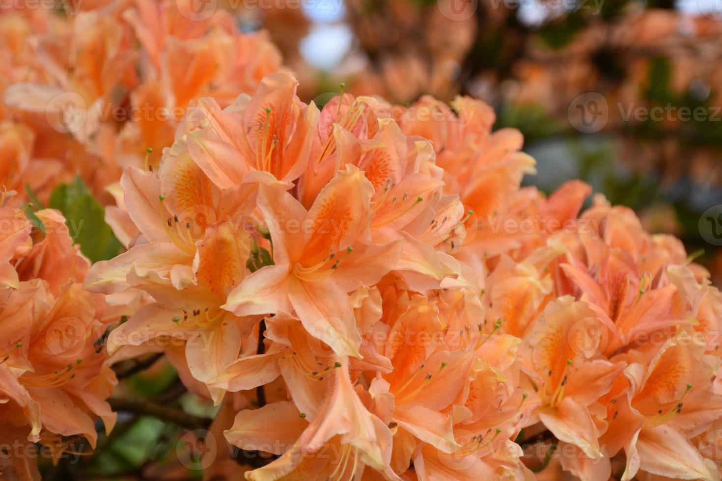 hermoso arbusto de azalea naranja que florece en la primavera 9596031 Foto  de stock en Vecteezy